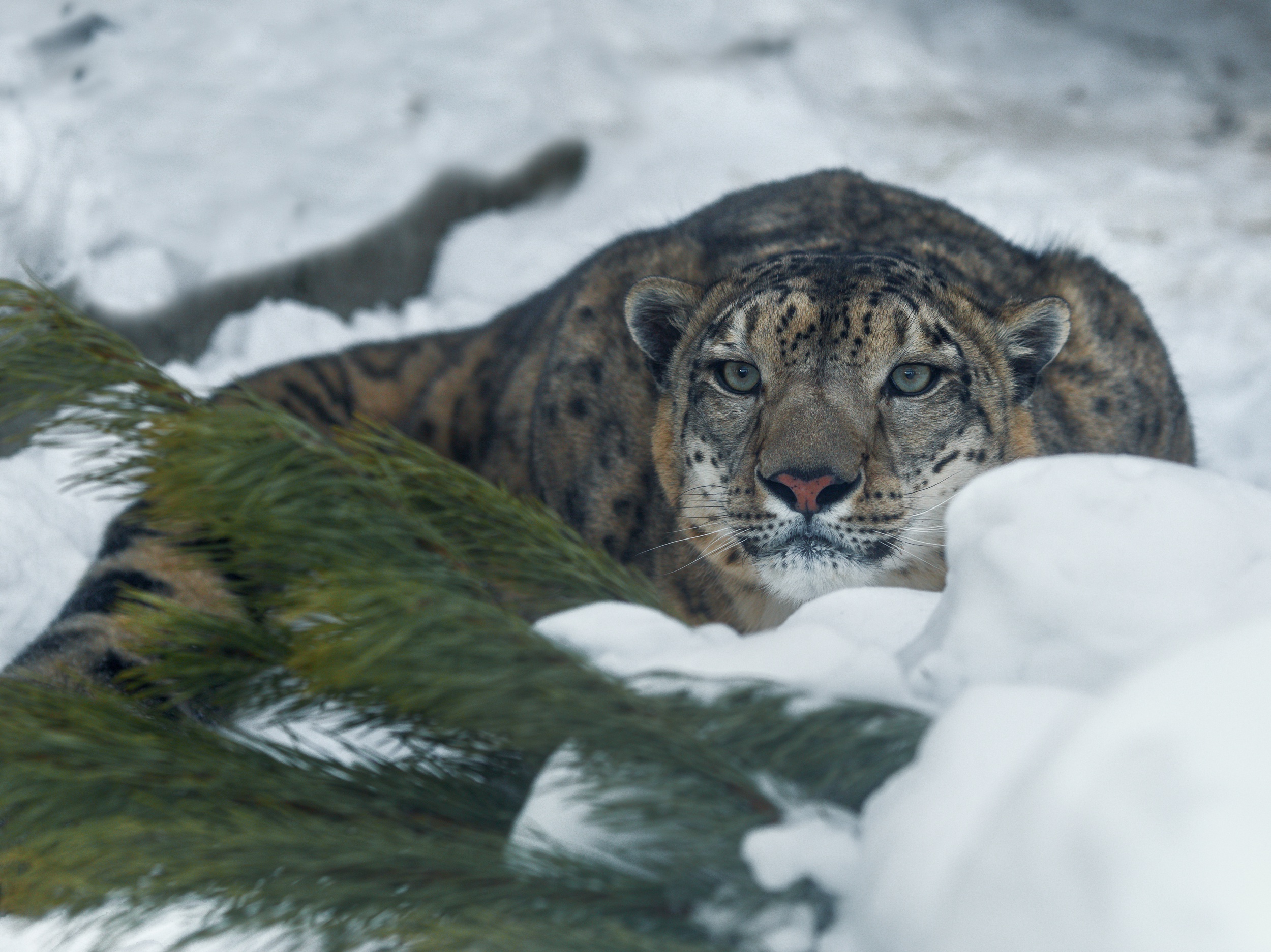 Animal Snow Leopard 2500x1874