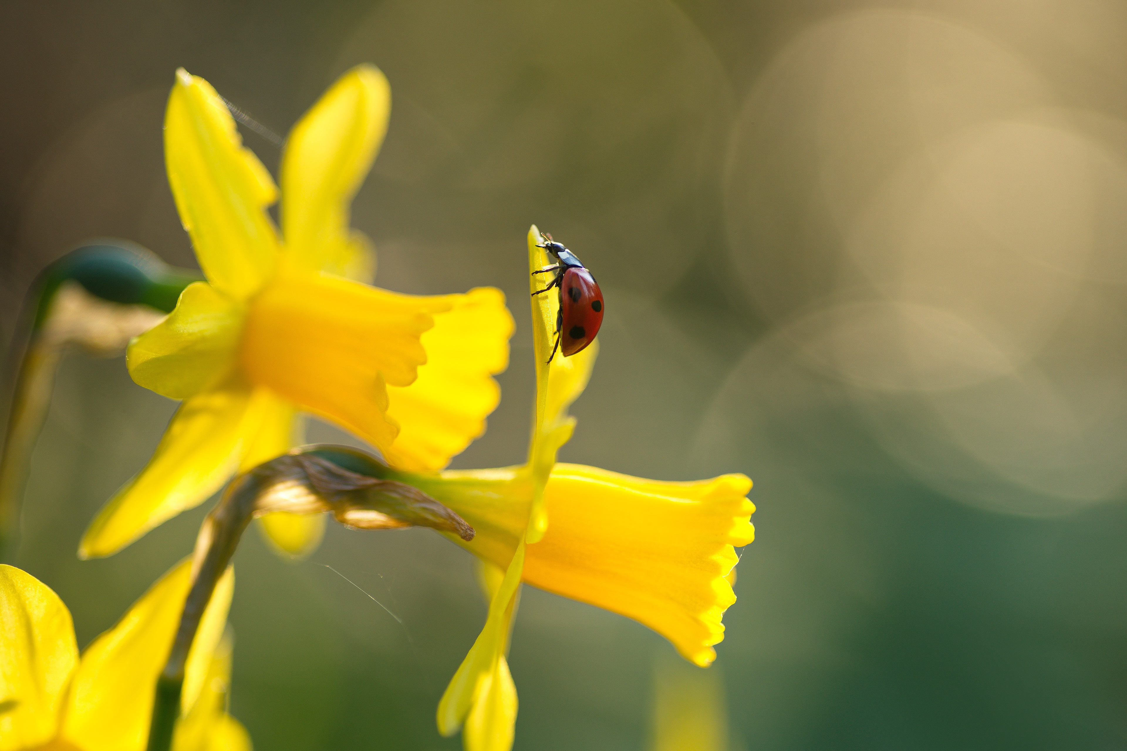 Daffodil Flower Insect Macro Yellow Flower 3840x2560