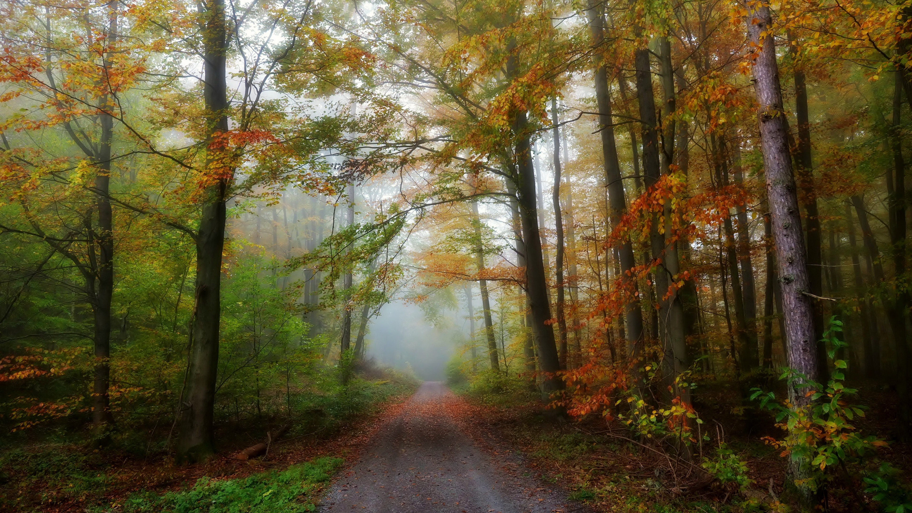 Outdoors Nature Trees Fall Plants Pathway Mist 3840x2160