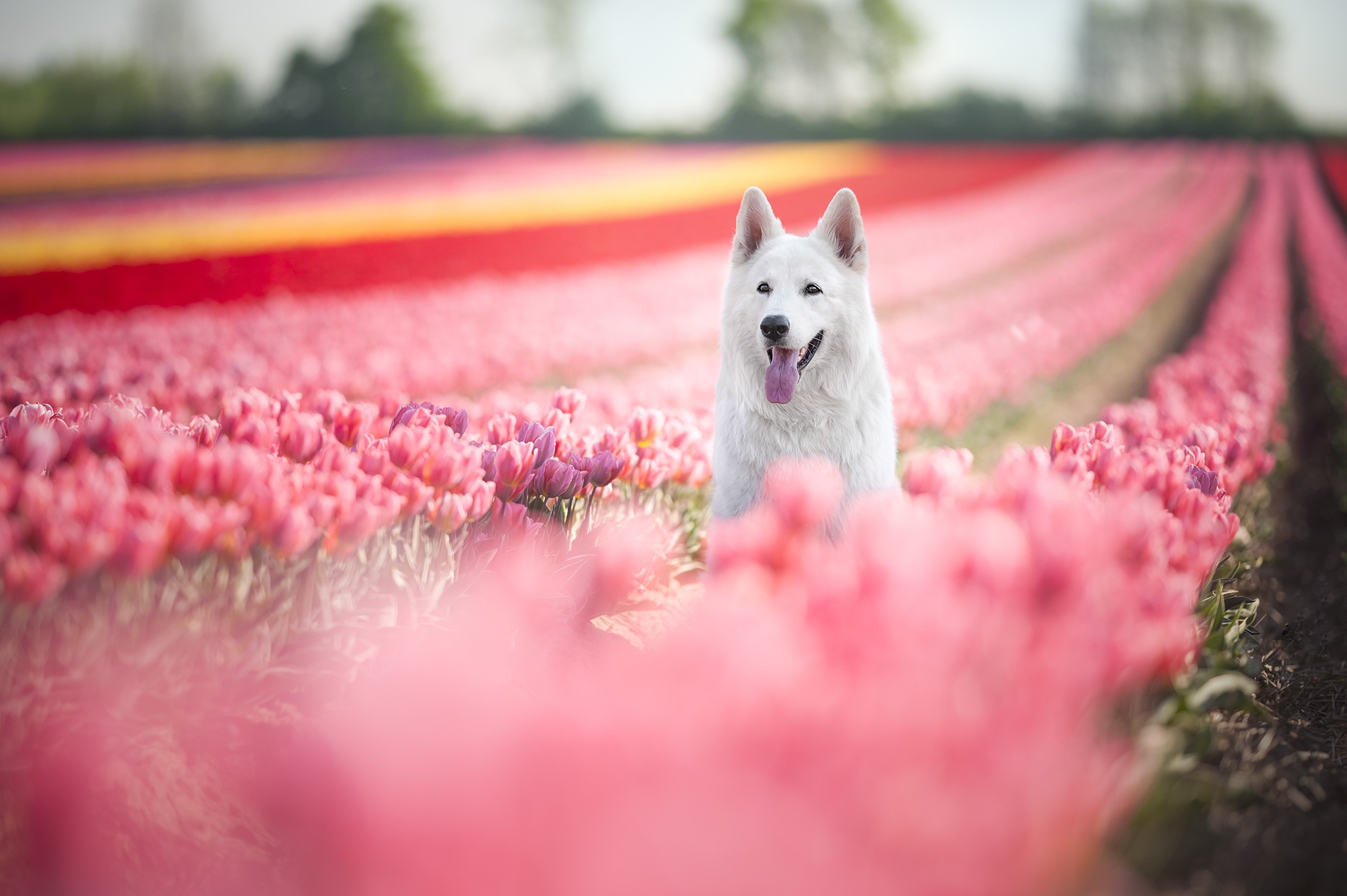 Dog Pet Depth Of Field Flower Tulip Pink Flower 2048x1363
