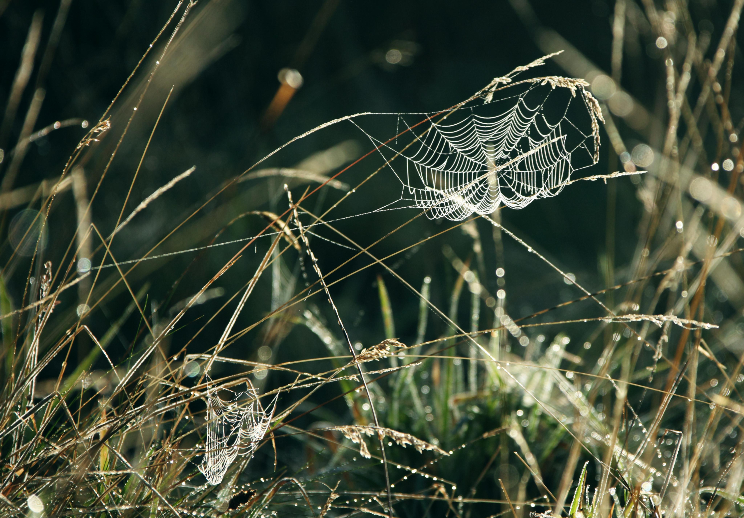 Photography Spider Web 3000x2091
