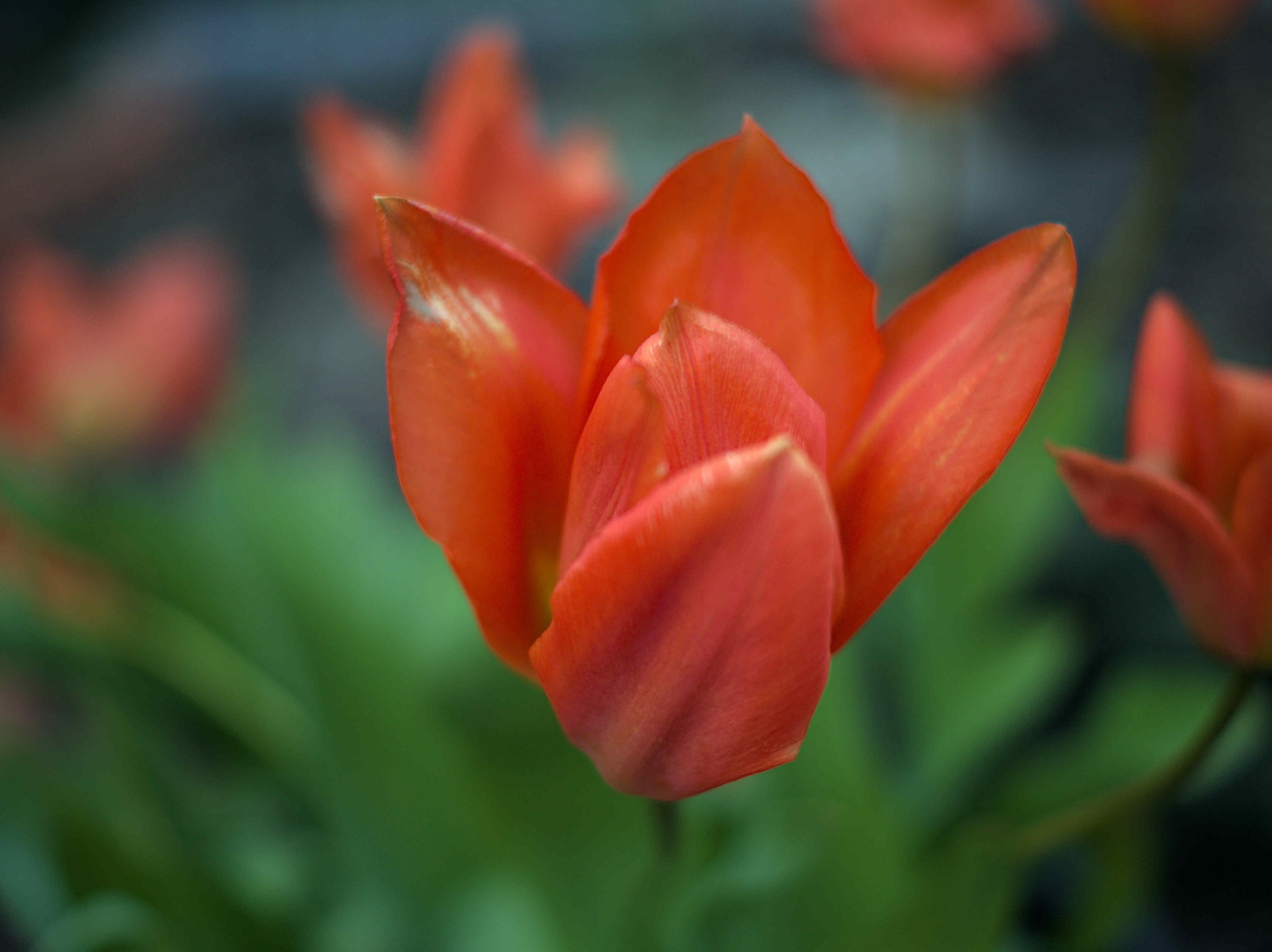 Tulips Macro 4640x3472