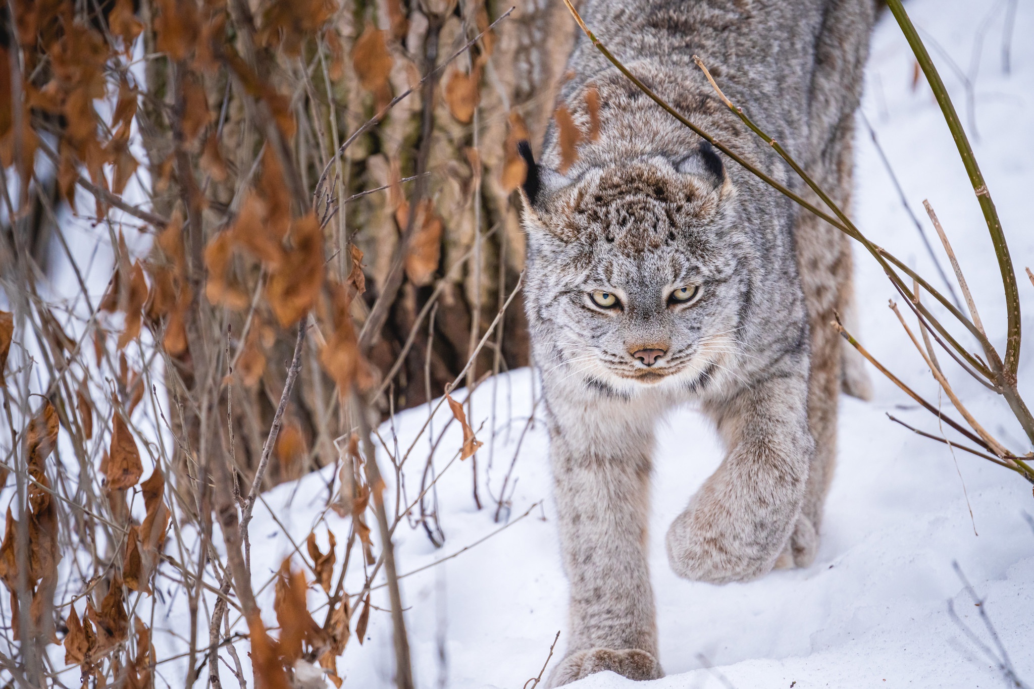 Big Cat Predator Animal Snow Wildlife Winter 2048x1365