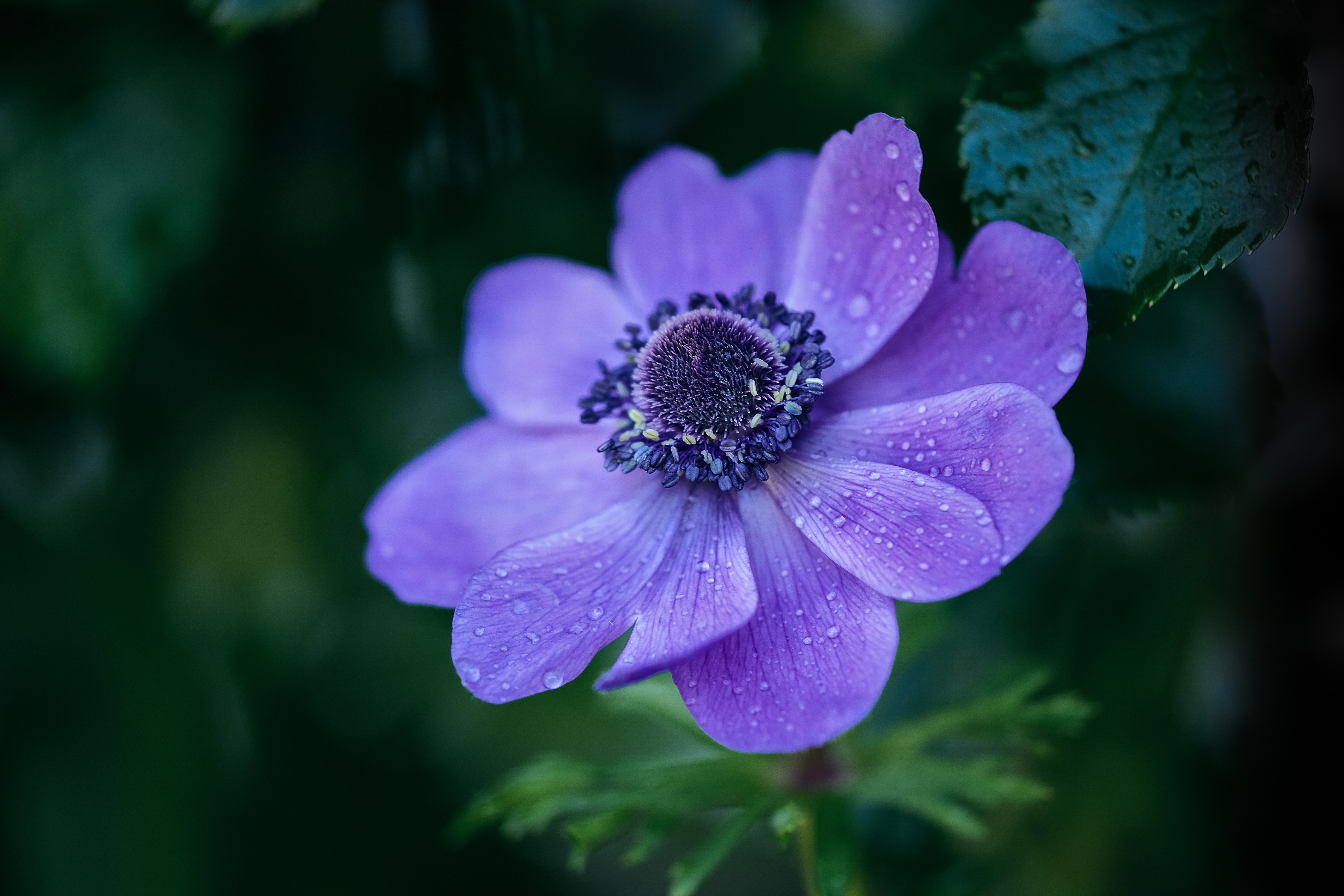 Nature Flowers Plants Purple Flower Water Drops 5854x3903