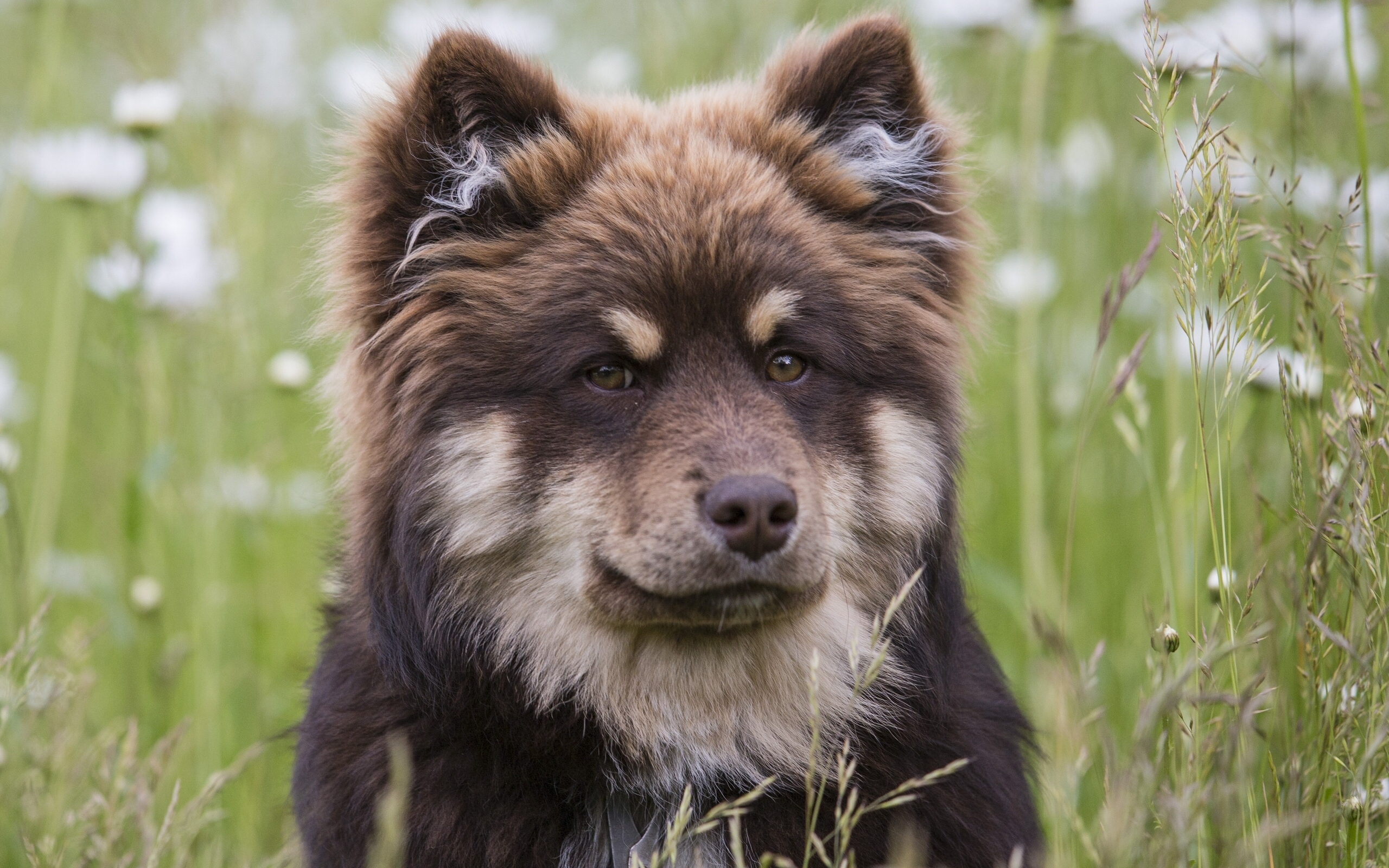 Muzzle Finnish Lapphund Pet 2560x1600