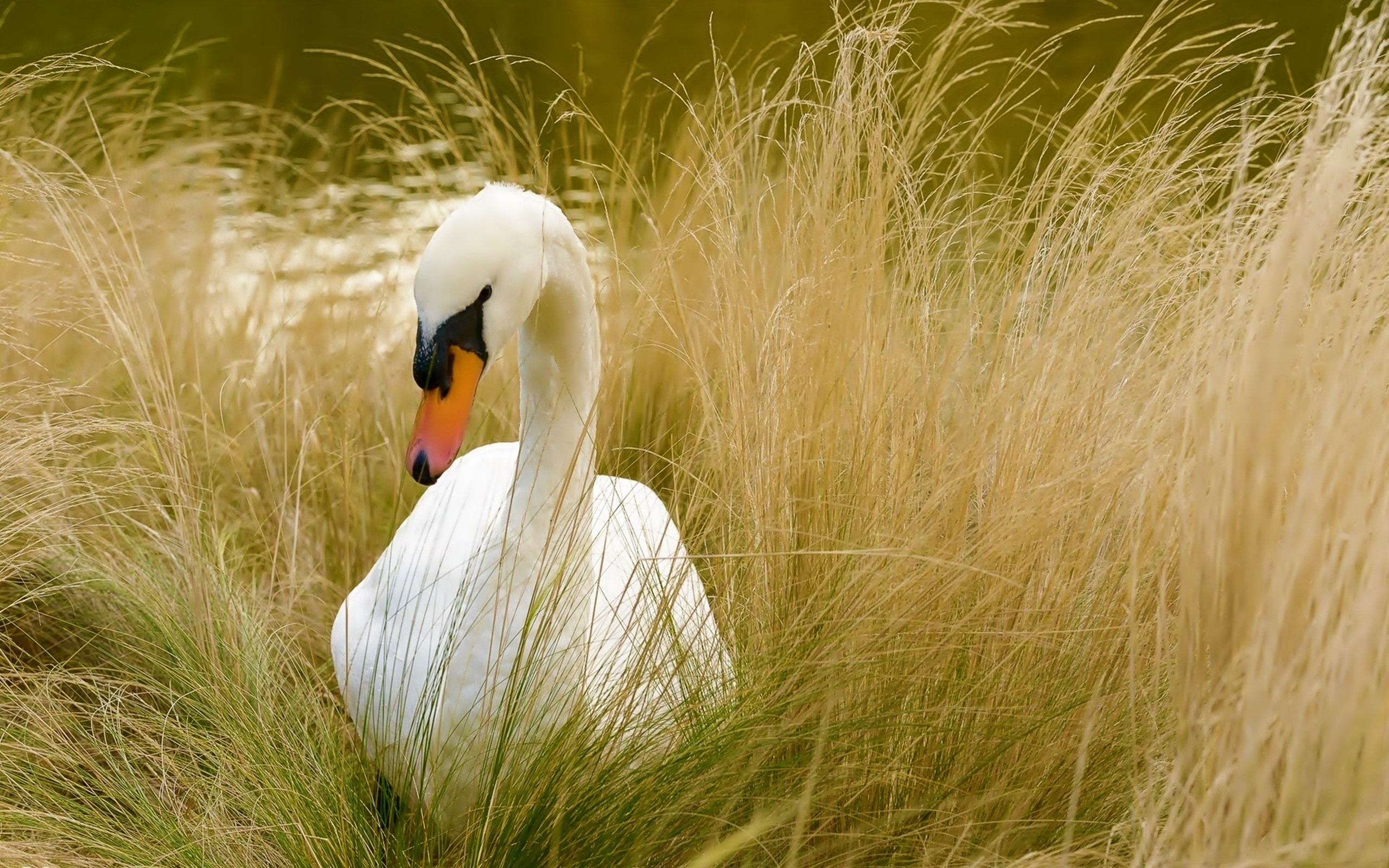 Animal Bird Mute Swan Swan Wildlife 2560x1600