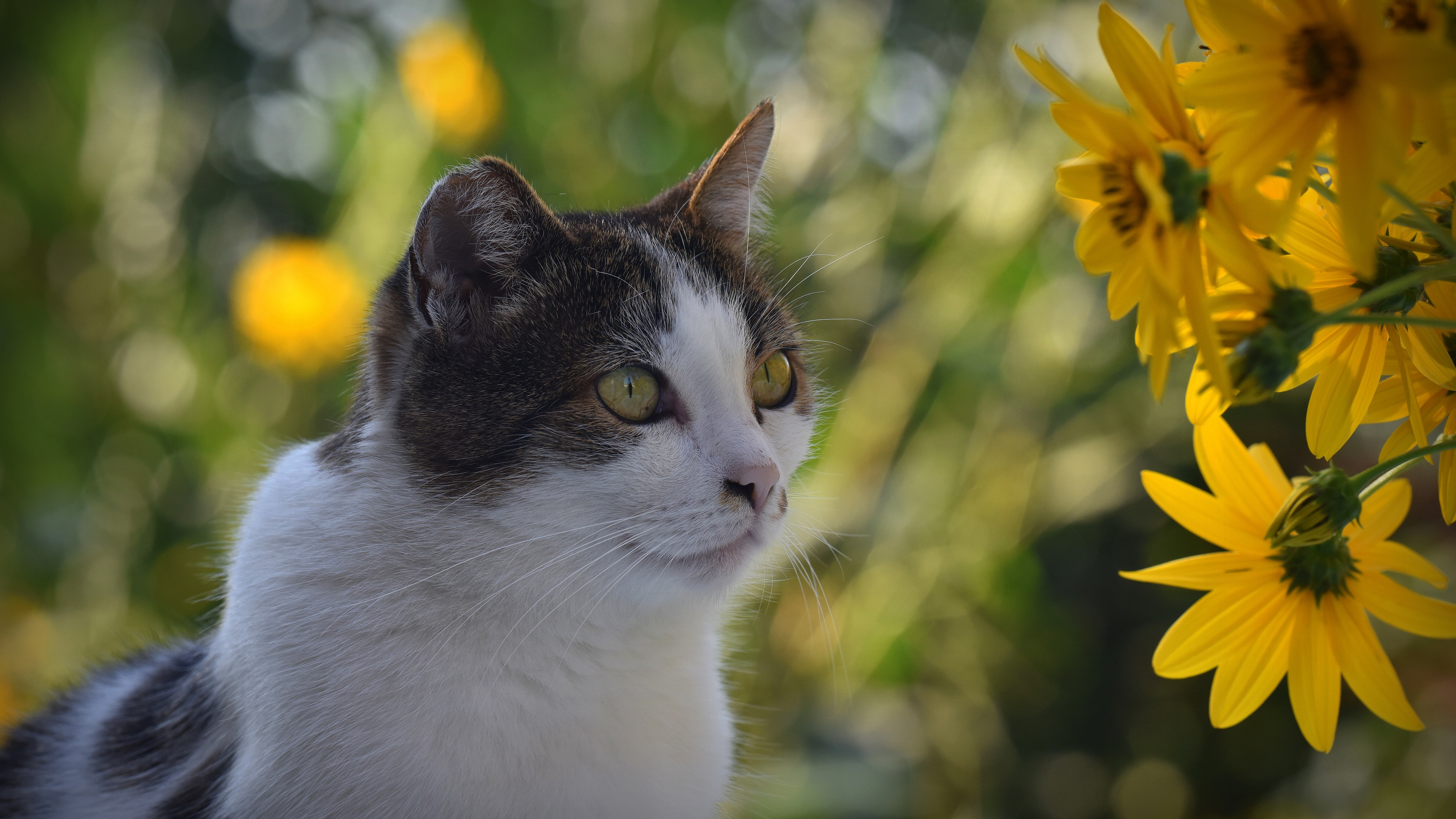 Bokeh Cat Pet Yellow Flower 3840x2160