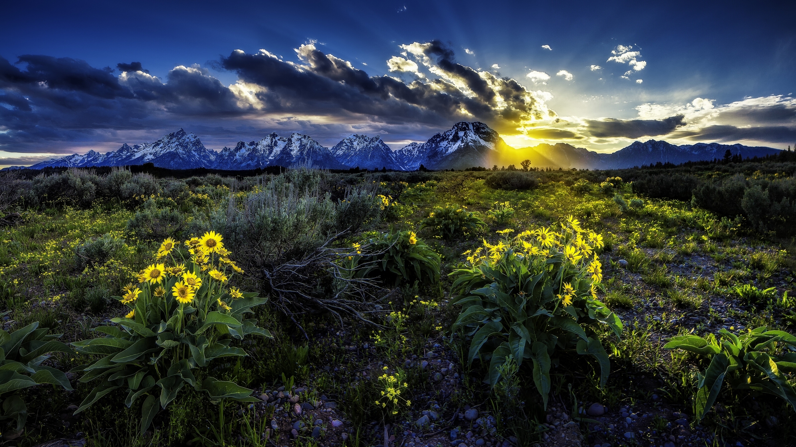 Dawn Flower Grand Teton National Park Meadow Rocky Mountains Sunrise Wyoming 2560x1440