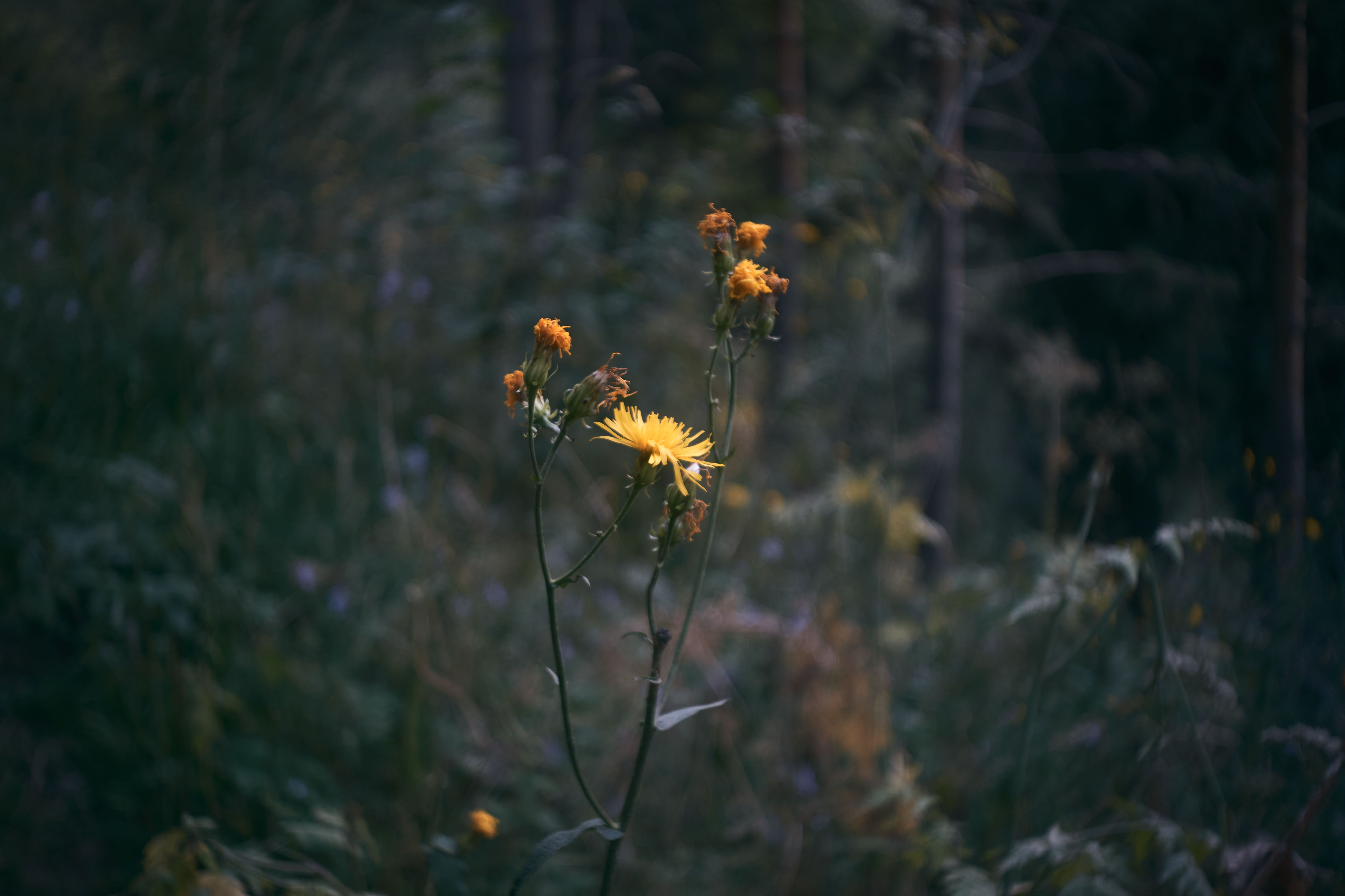 Flowers Yellow Flower Yellow Flowers Blurred Bokeh Leaves Nature Plants 6000x4000