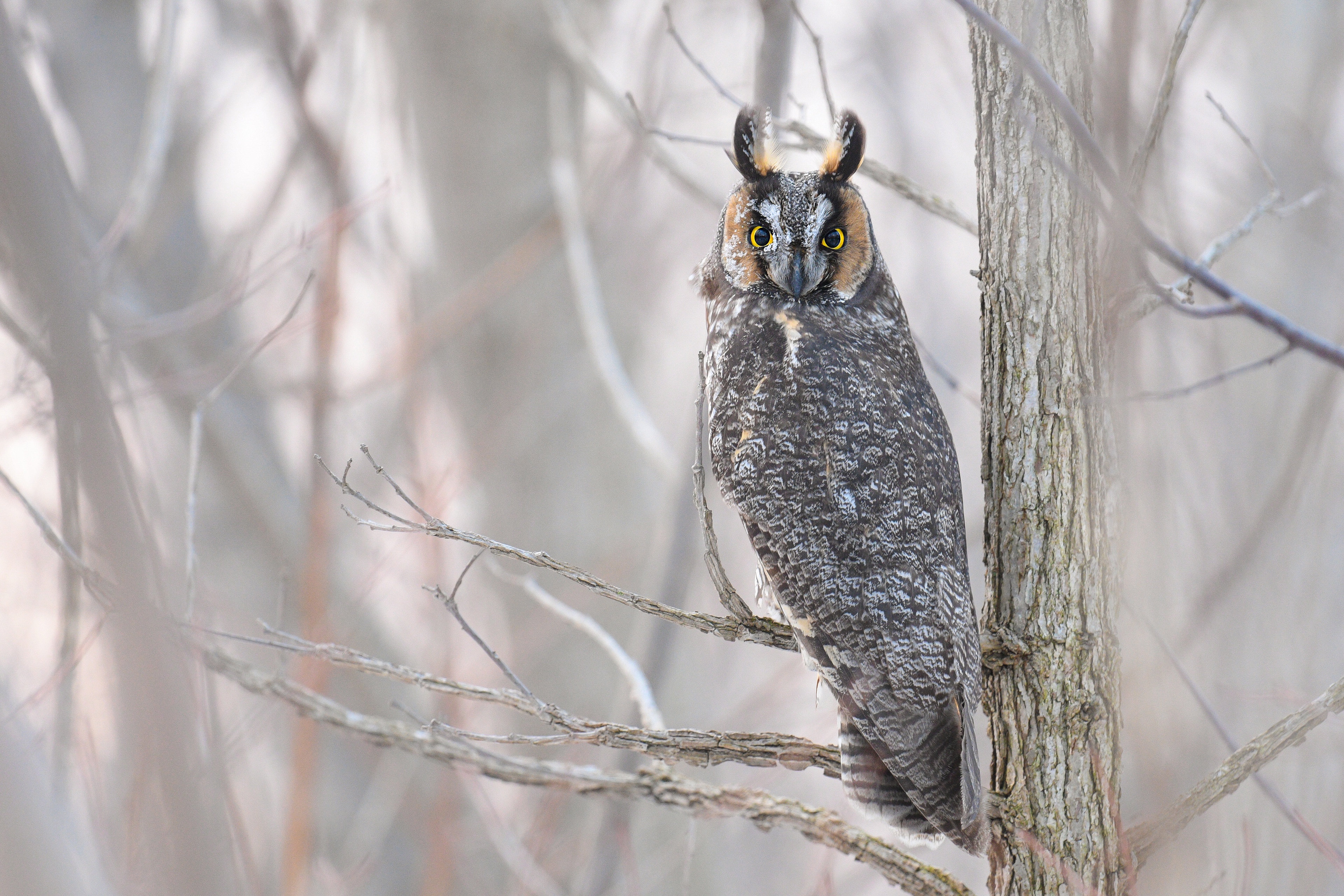 Long Eared Owl Bird Wildlife 3840x2560