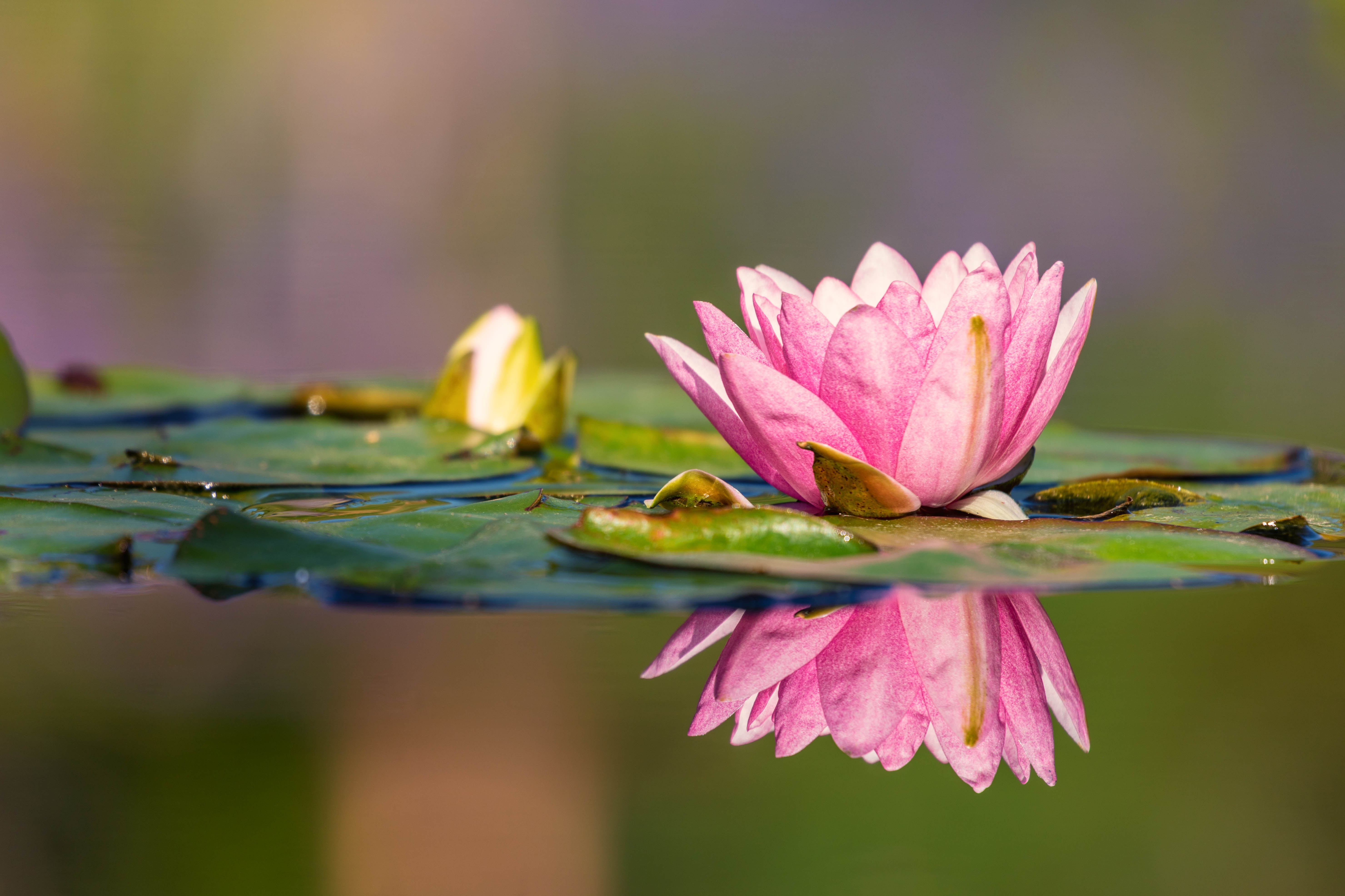 Water Reflection Pink Flower 5920x3947