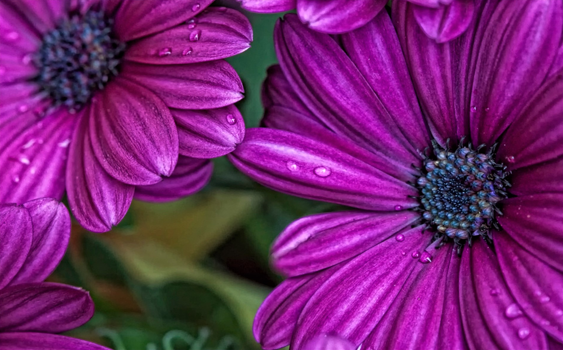 Daisy Flower Osteospermum Purple Flower 1900x1181