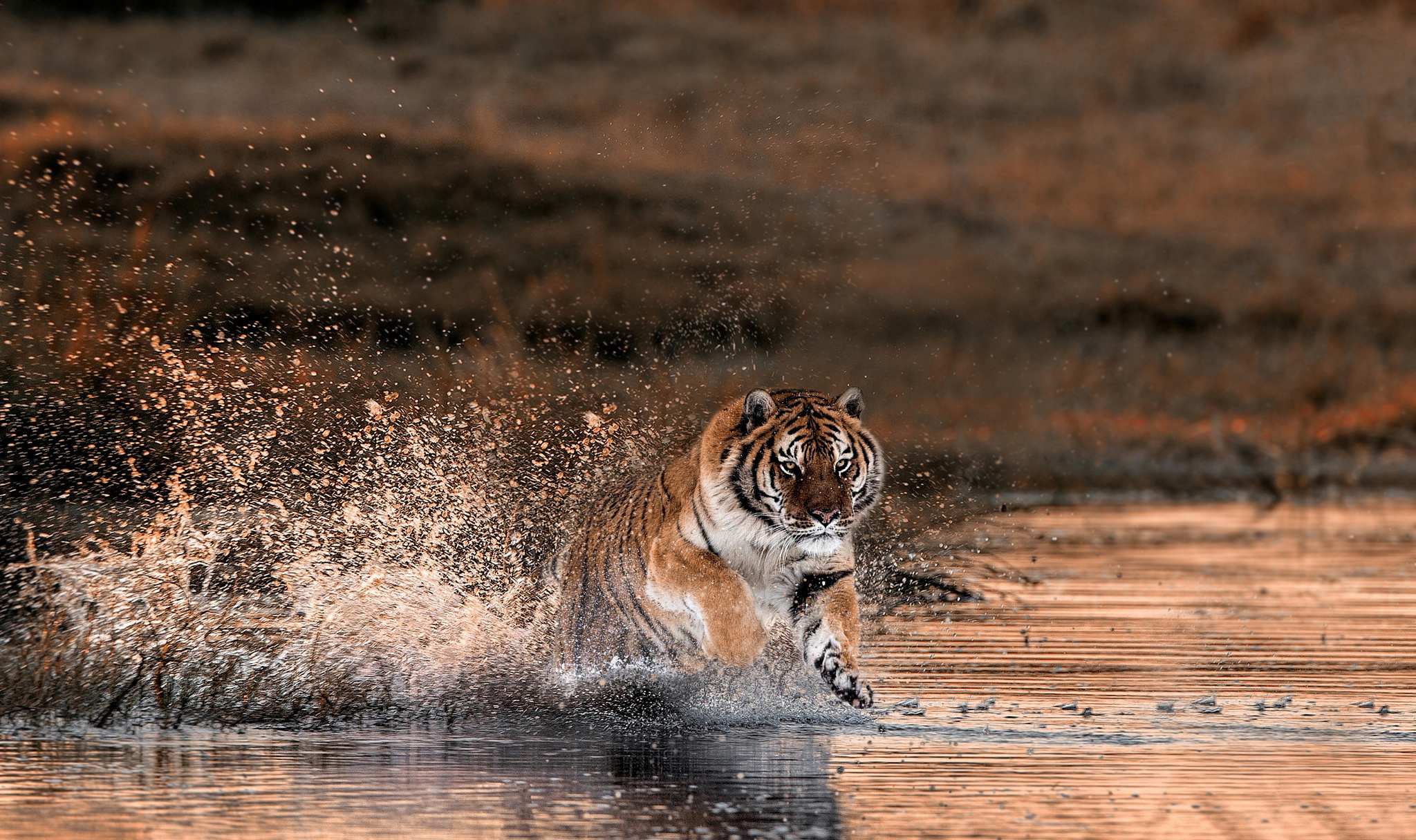 Big Cat Splash Tiger Wildlife Predator Animal 2048x1216