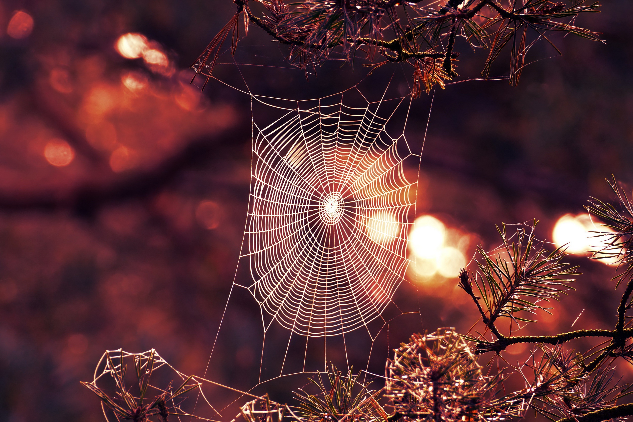 Photography Spider Web 2560x1707