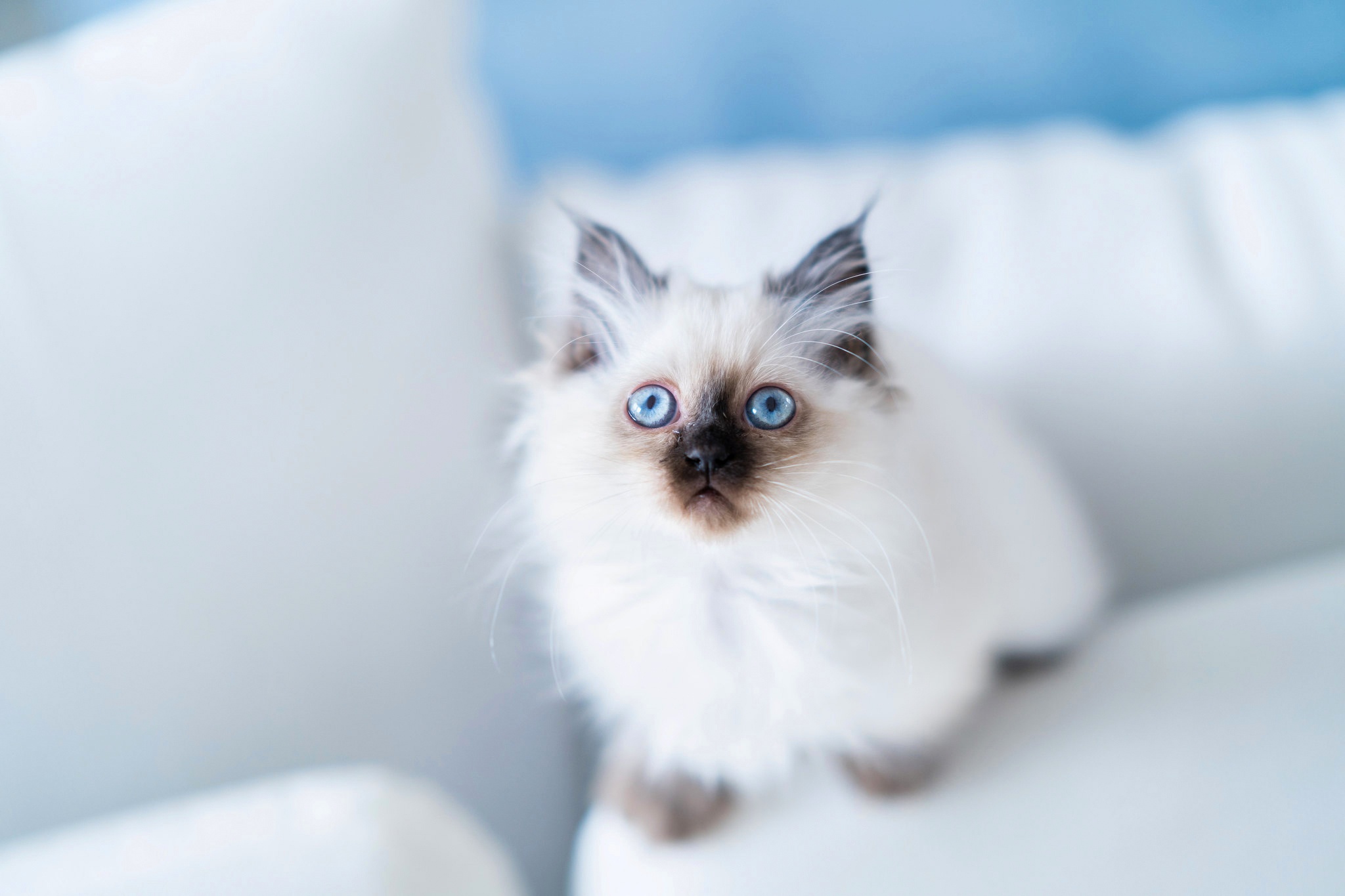 Blue Eyes Burmese Cat Kitten Pet 2048x1365