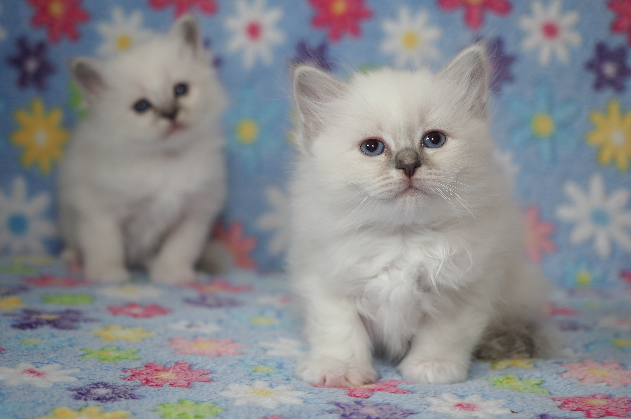 Baby Animal Kitten Pet 2200x1462
