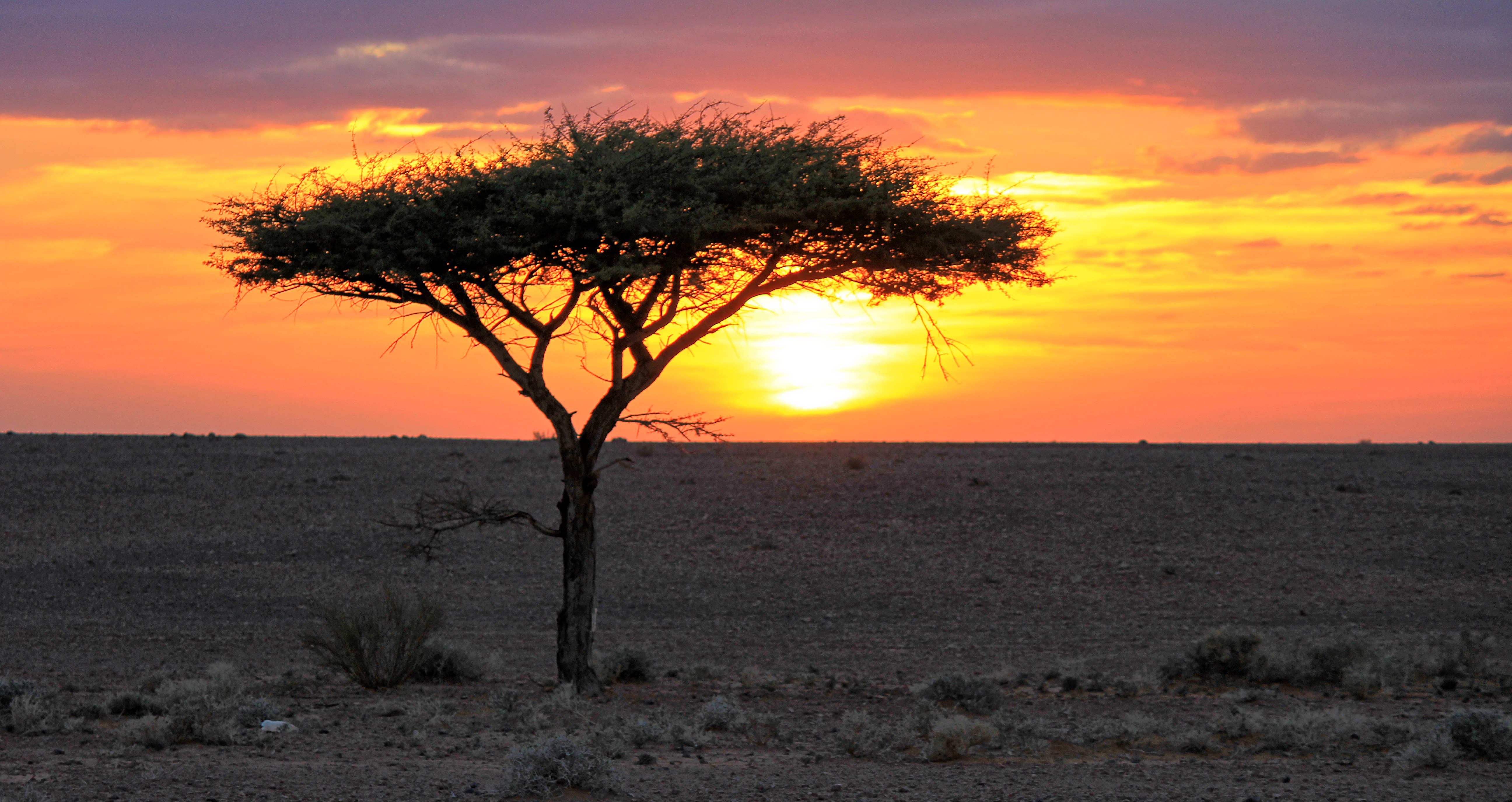 Africa Algeria Desert Landscape Sahara Sunset Tree 5184x2750