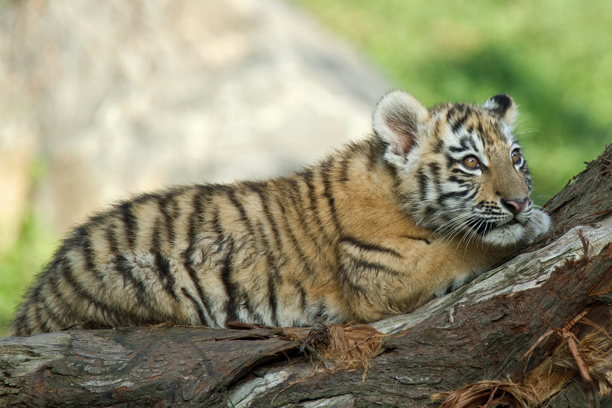 Baby Animal Big Cat Cub Wildlife 2048x1365