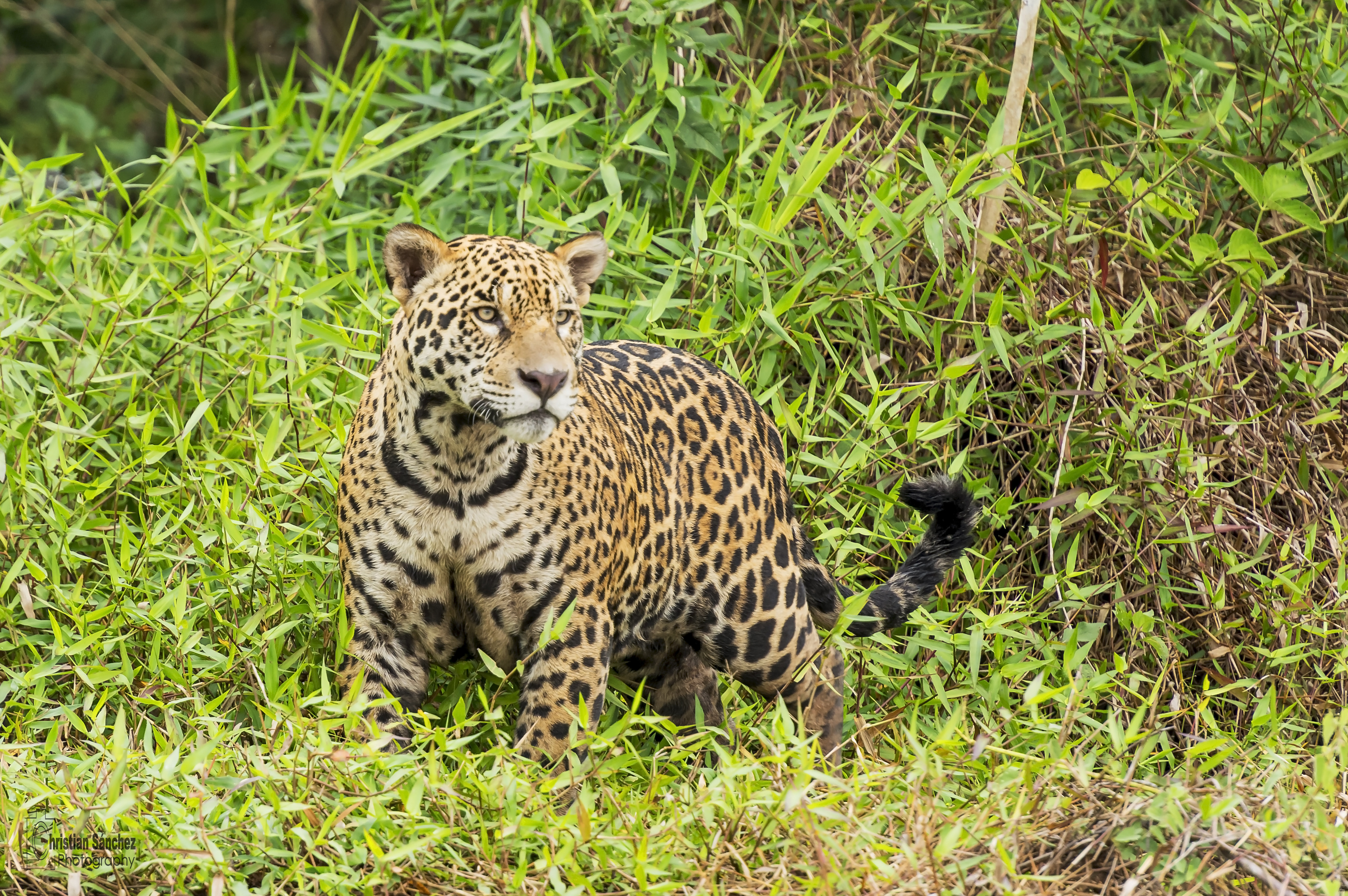 Wildlife Nature Feline Big Cats Mammals Jaguars 4046x2690
