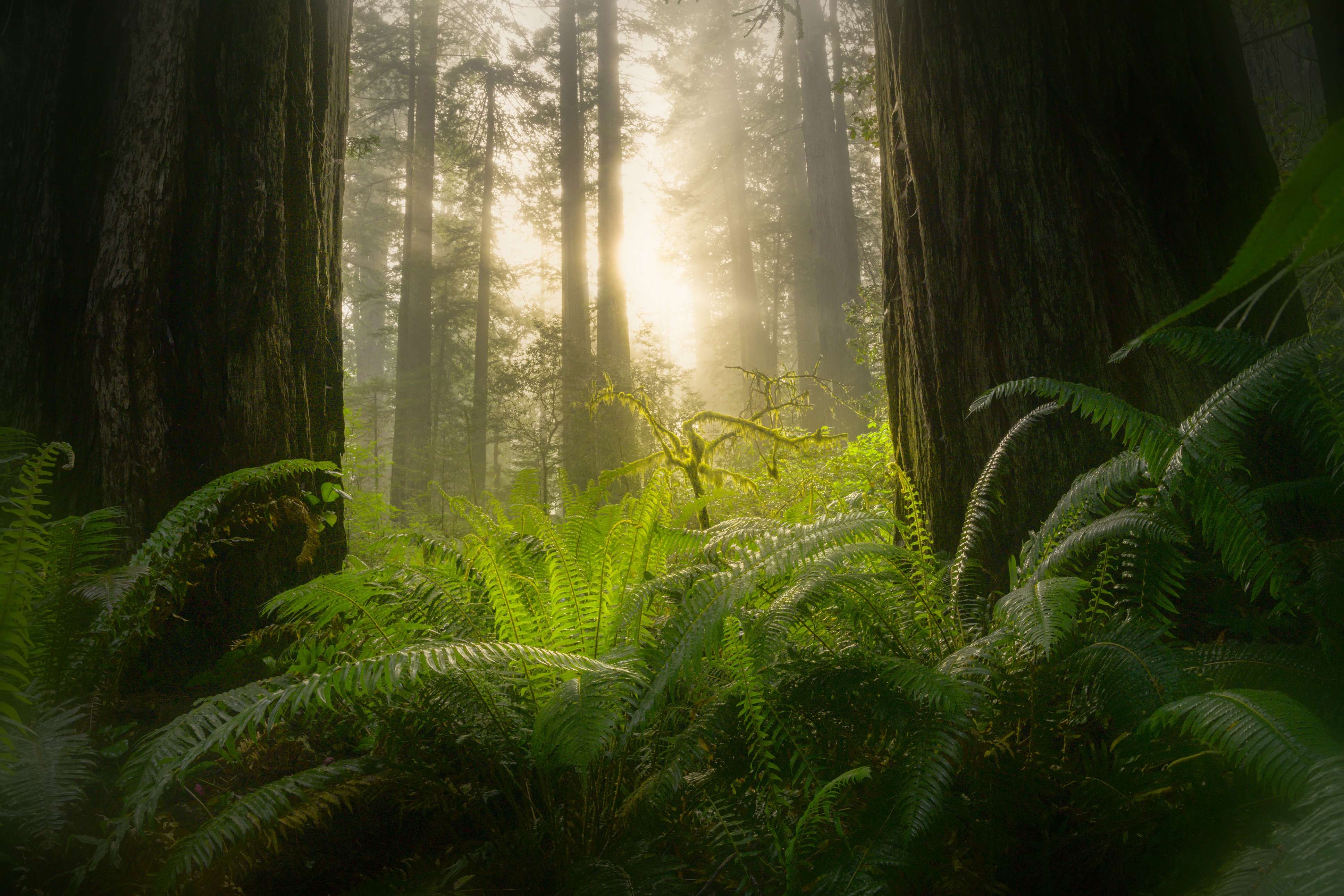 Forest Sunbeam Sequoia Greenery 3872x2581