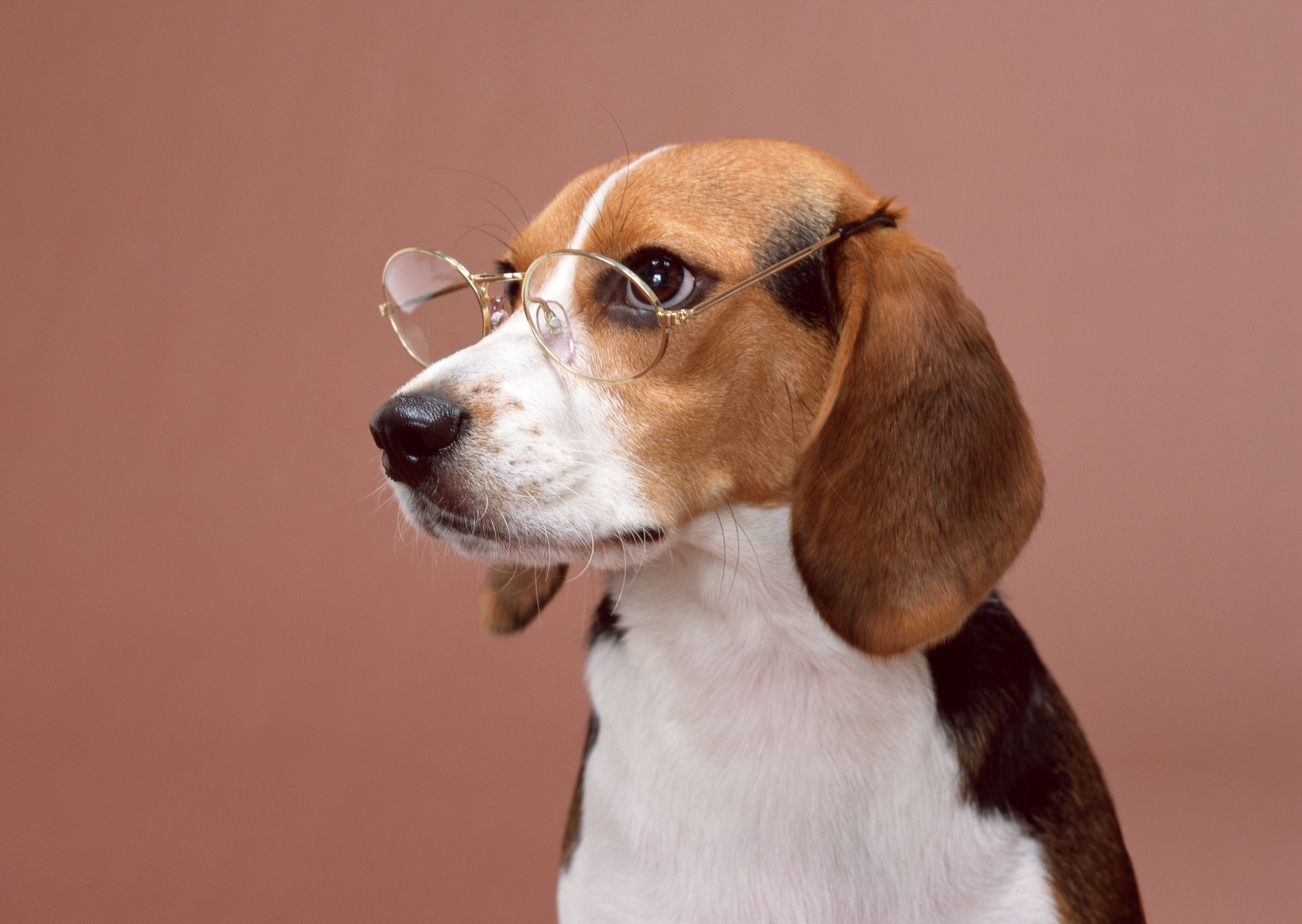 Dog Pet Glasses 2950x2094