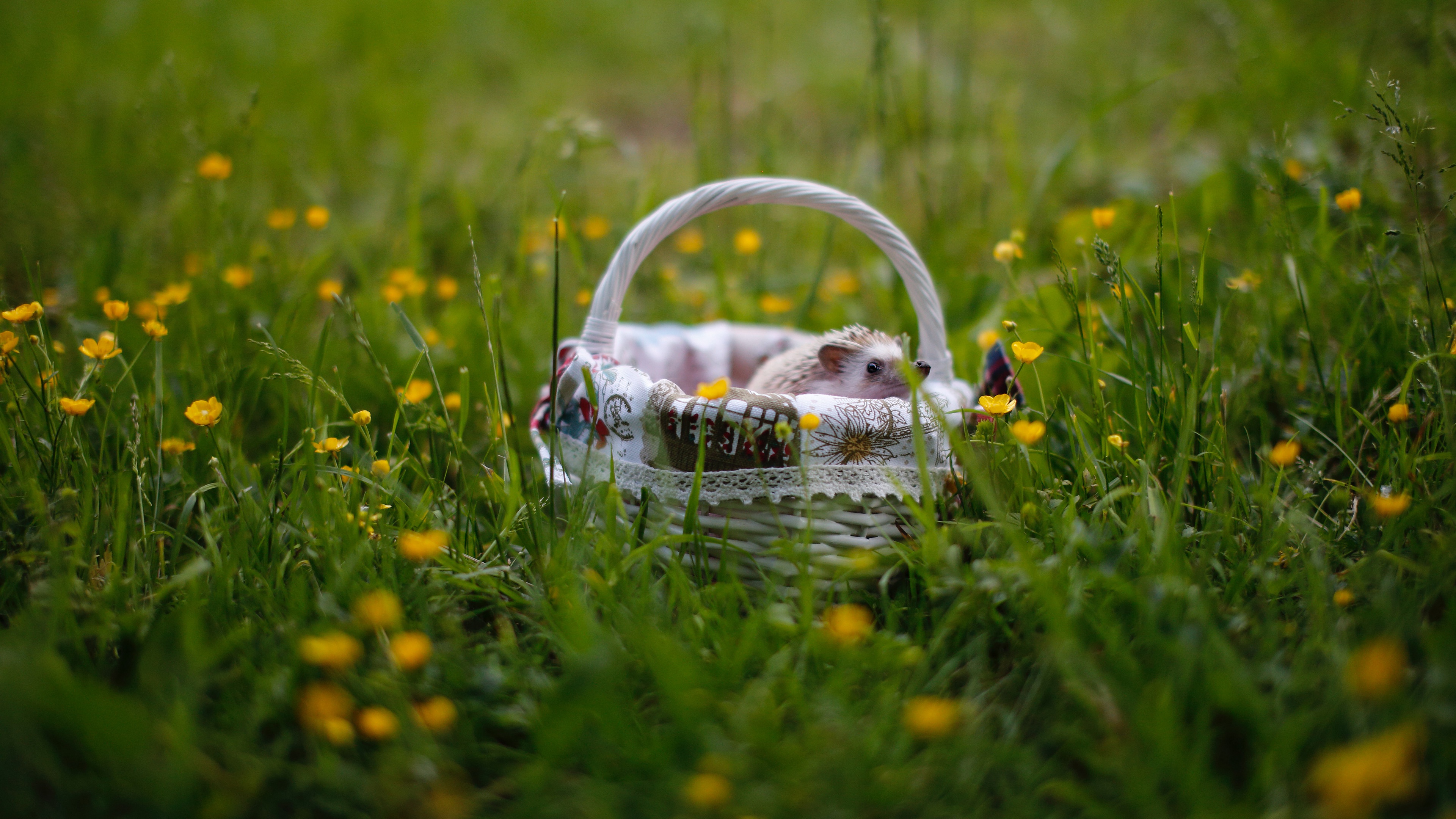 Grass Flower Blur Basket 3840x2160