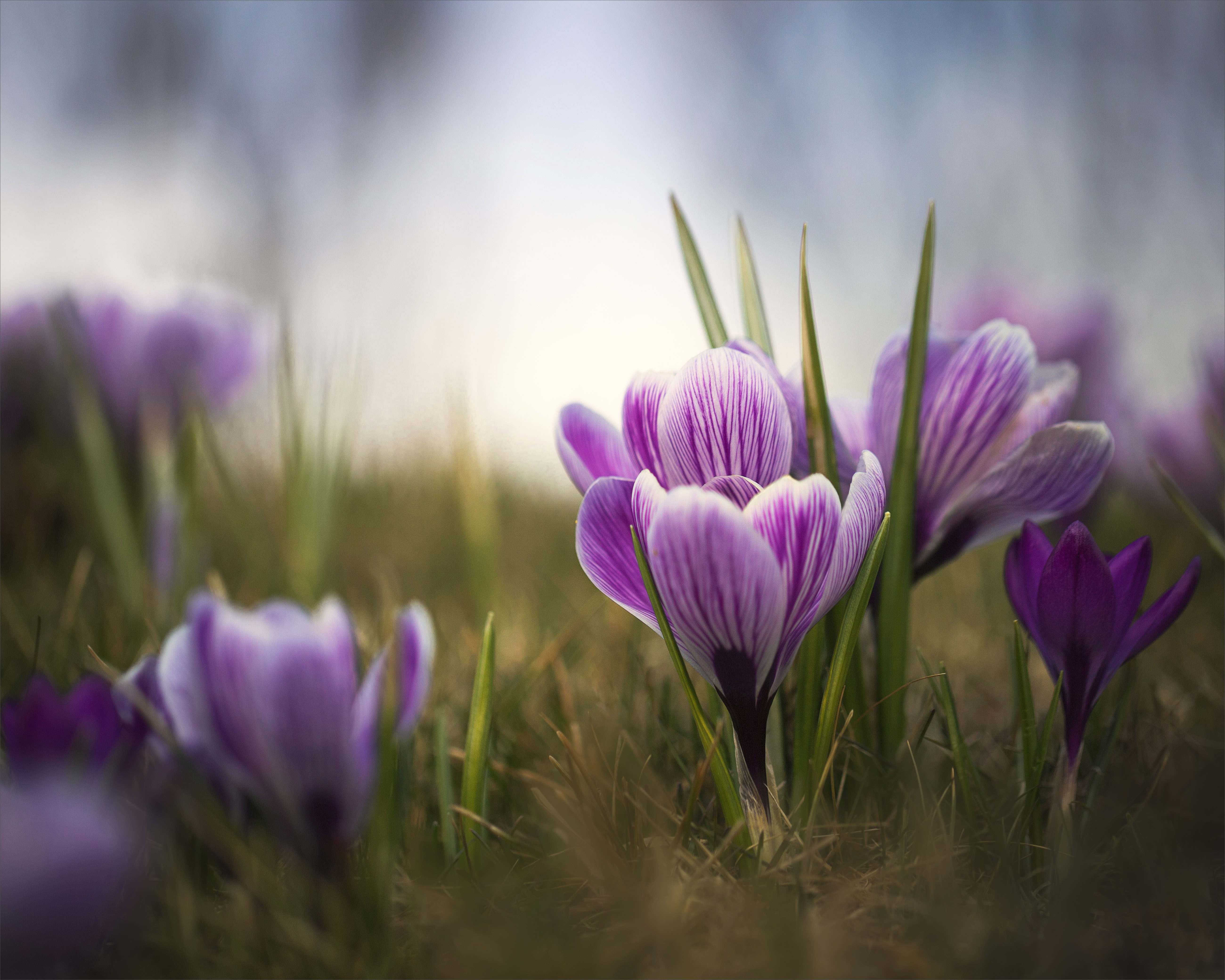 Crocus Macro Purple Flower Spring 5200x4160