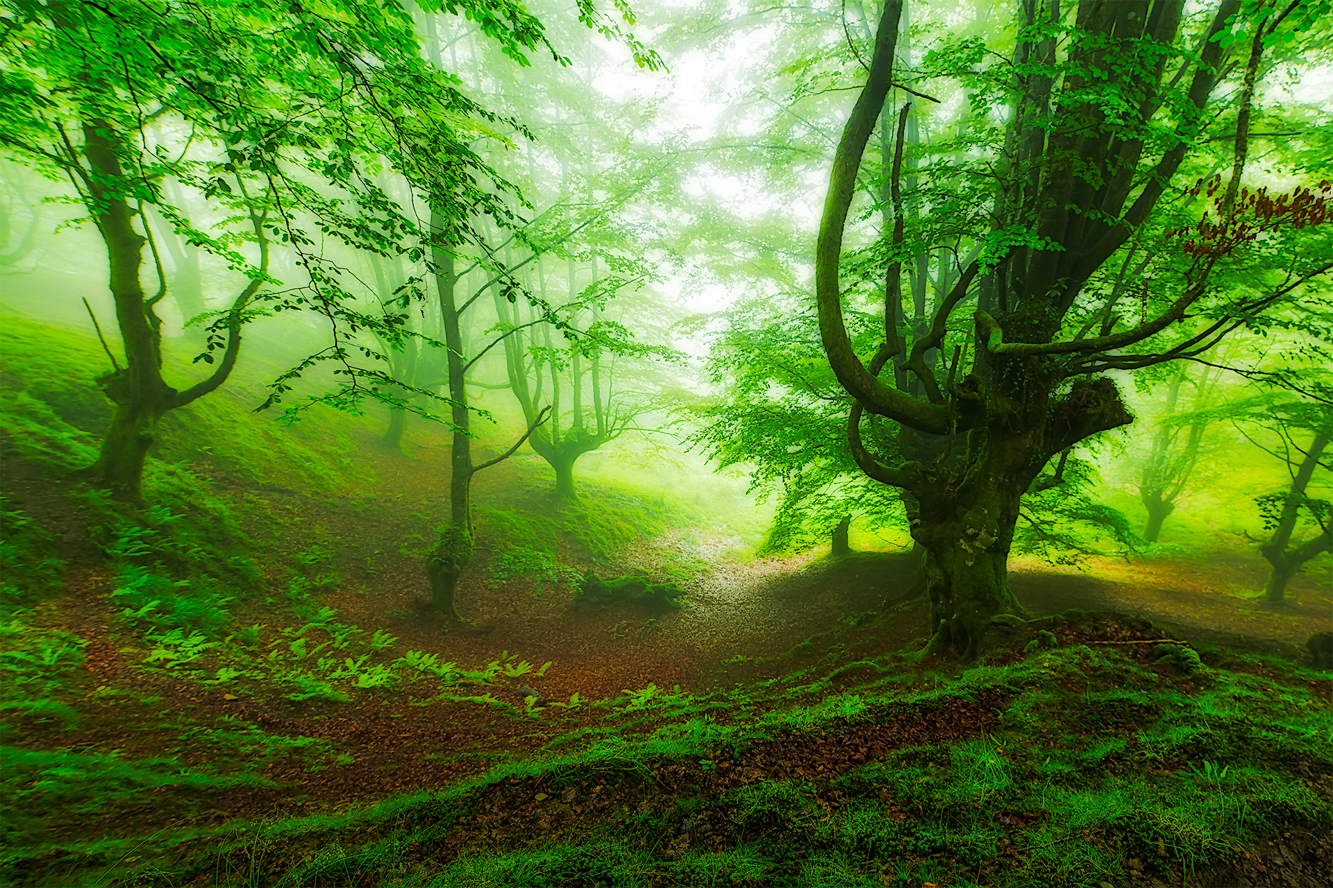 Nature Forest Tree Greenery 1920x1280