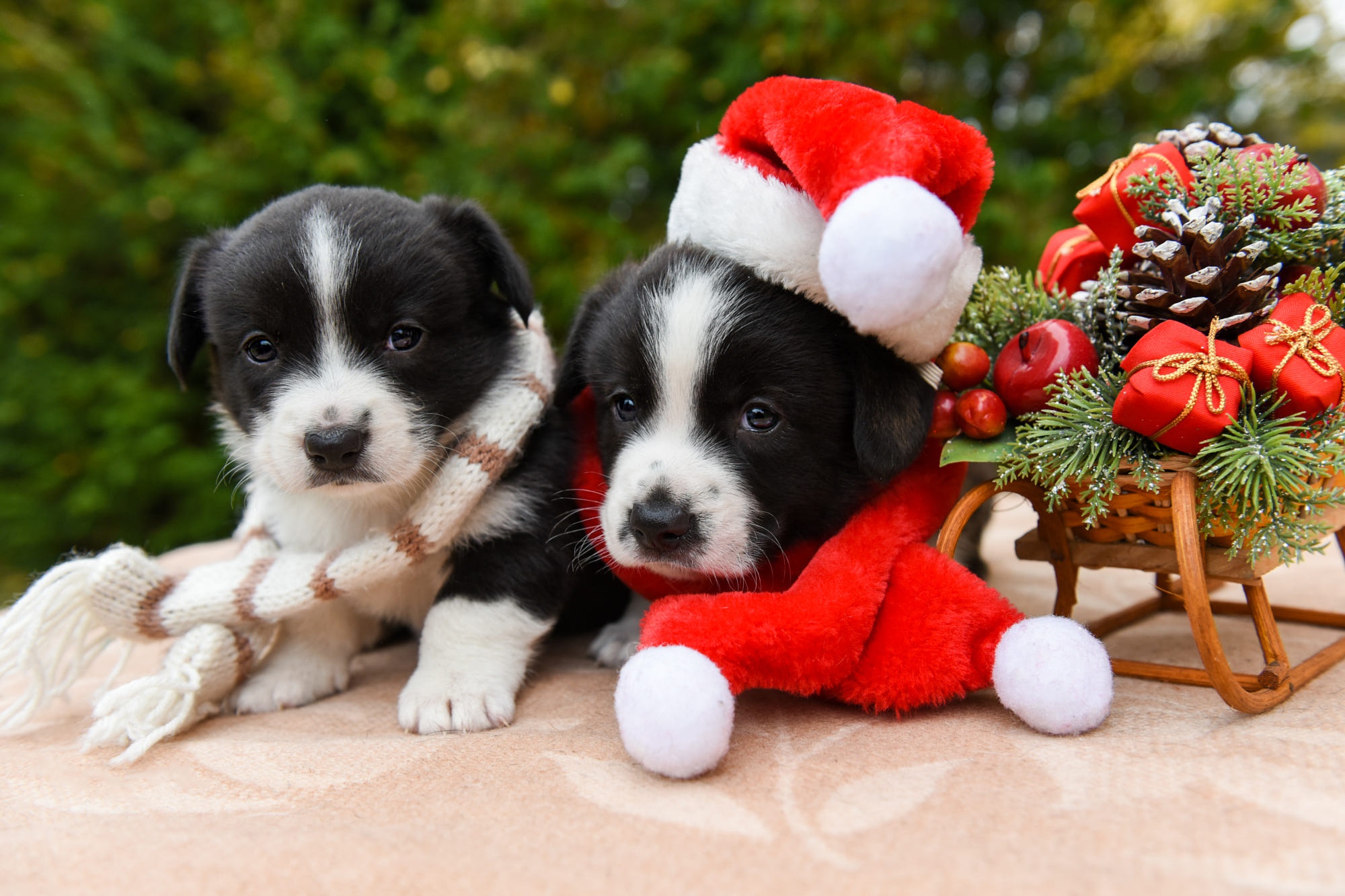 Baby Animal Christmas Dog Santa Hat Sled 2000x1333