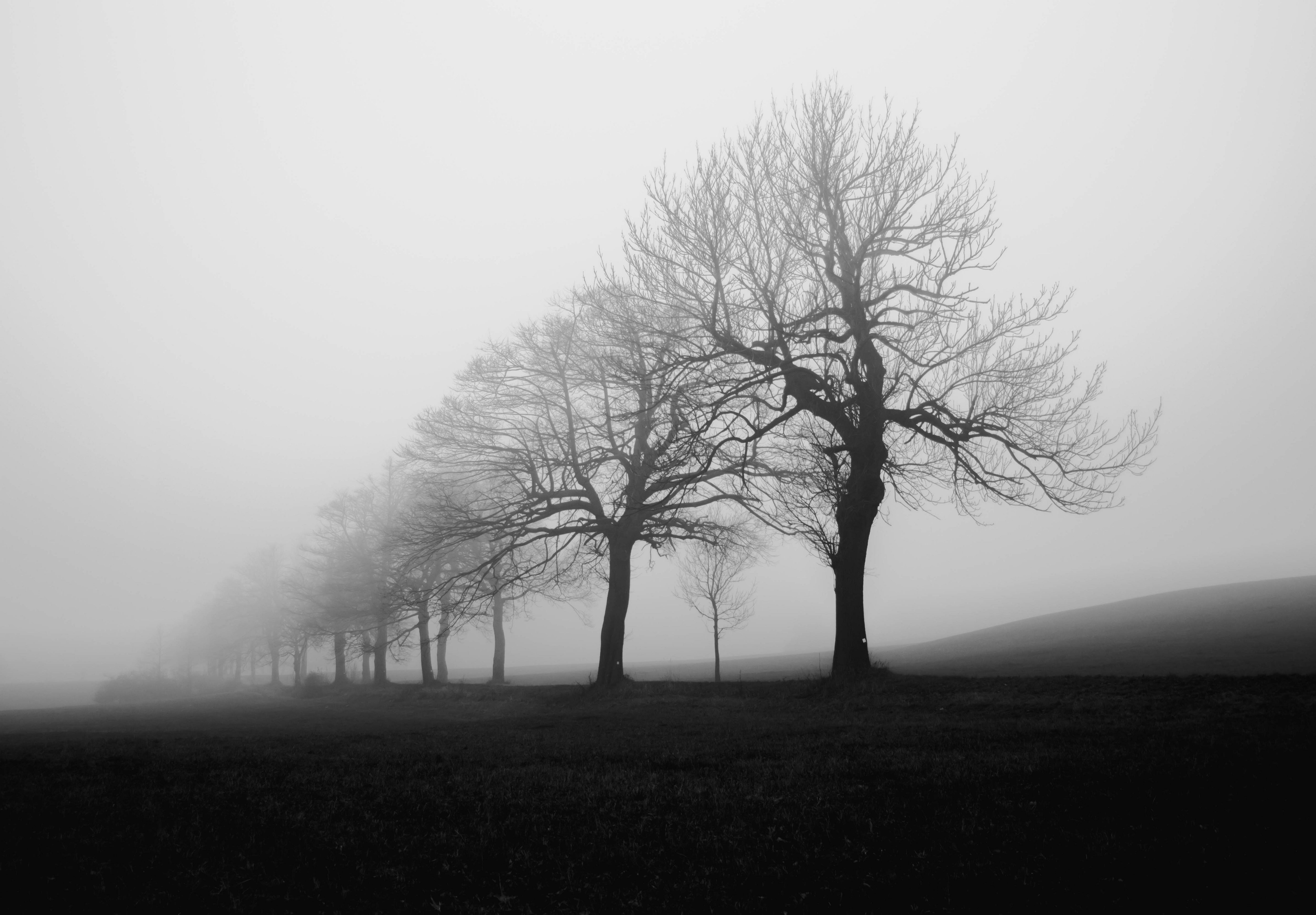 Mist Landscape Silhouette Nature Fall Monochrome White Trees 5000x3478