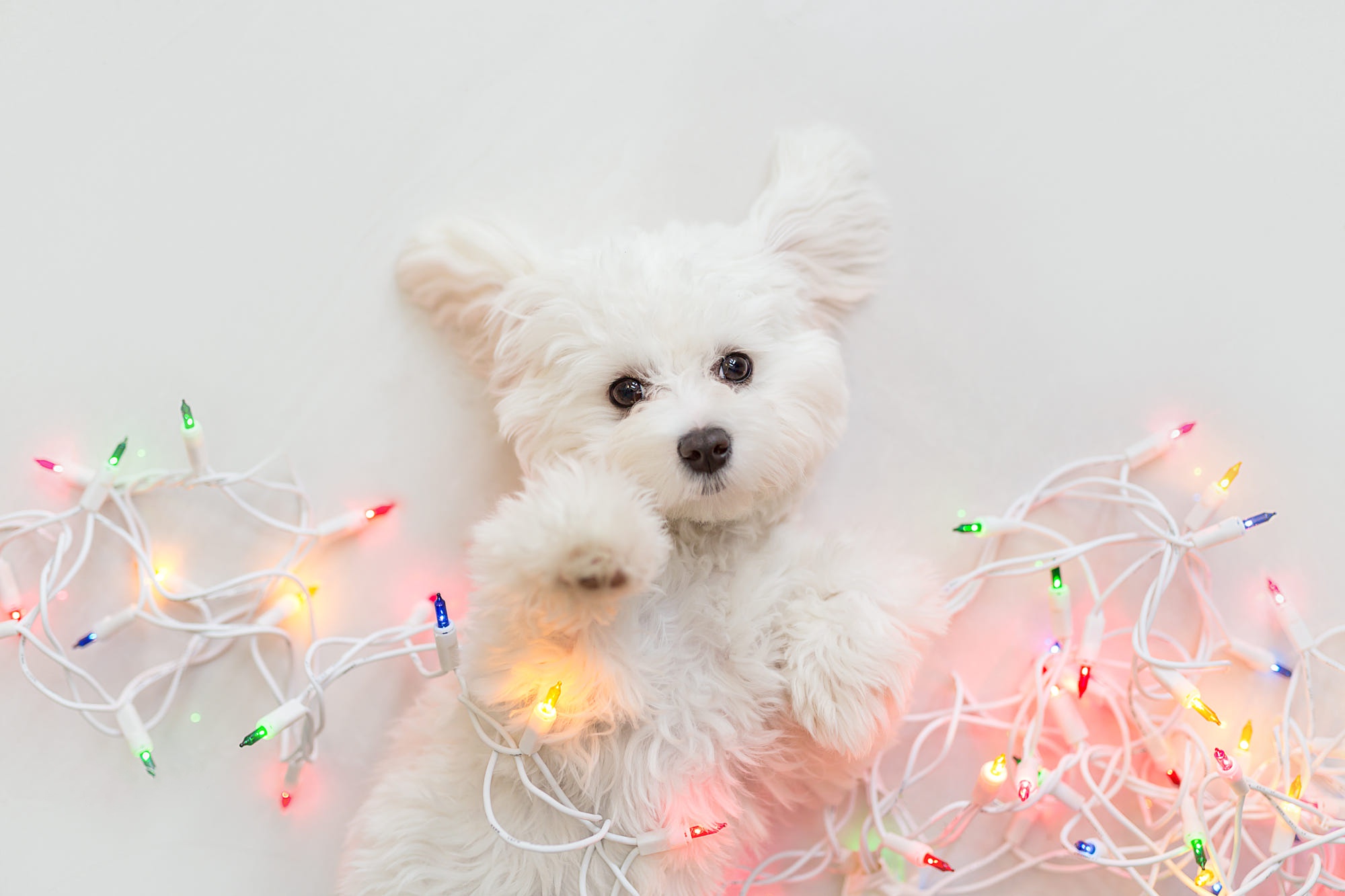 Dog Baby Animal Christmas Lights Puppy 2000x1333
