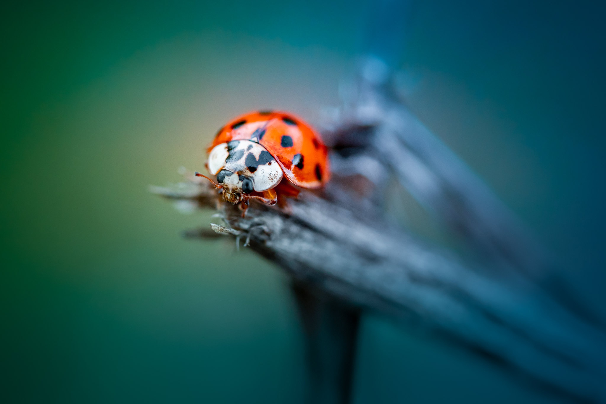Macro Insect 2048x1365