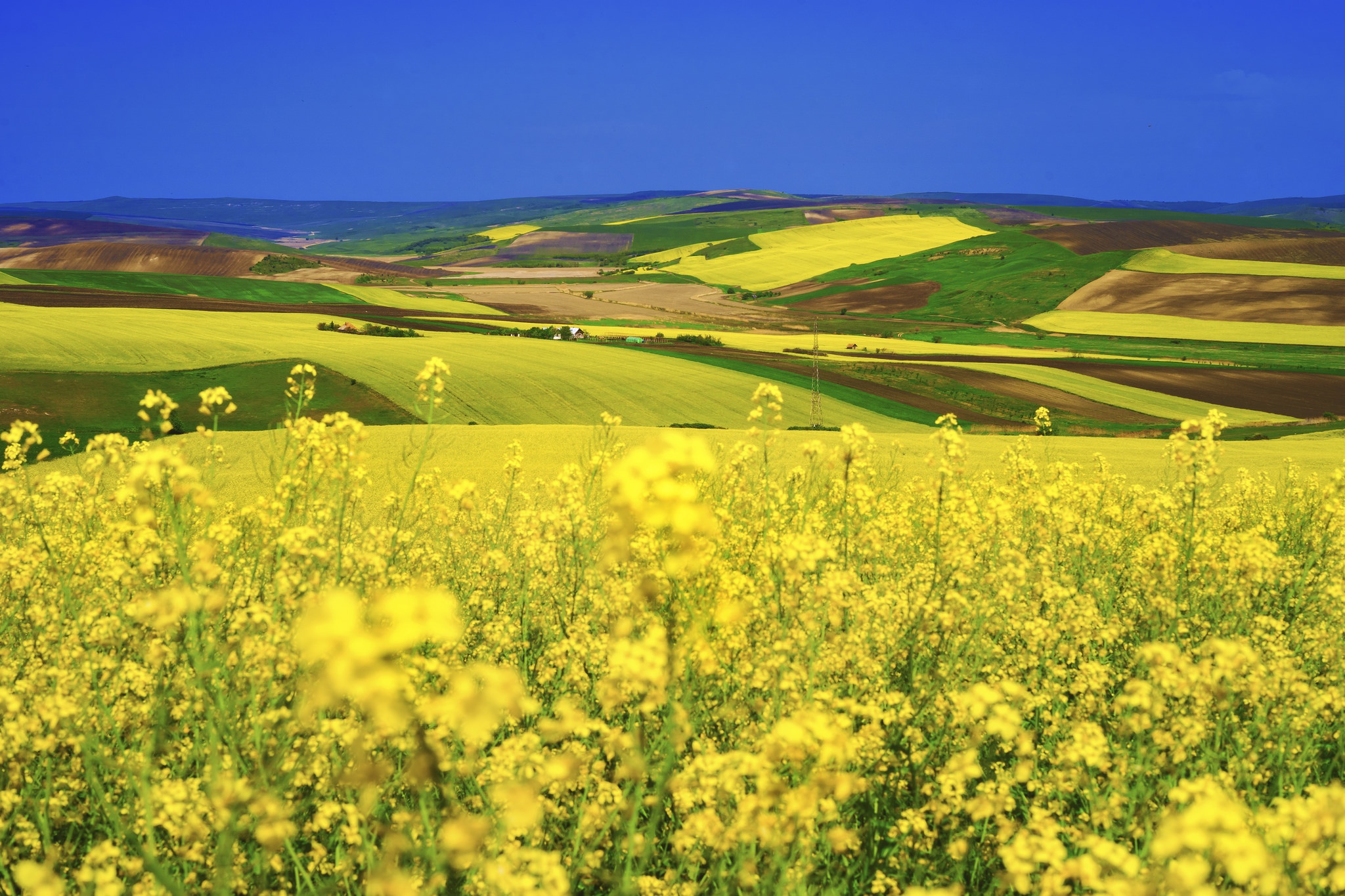Nature Field Summer Landscape Yellow Flower 2048x1365
