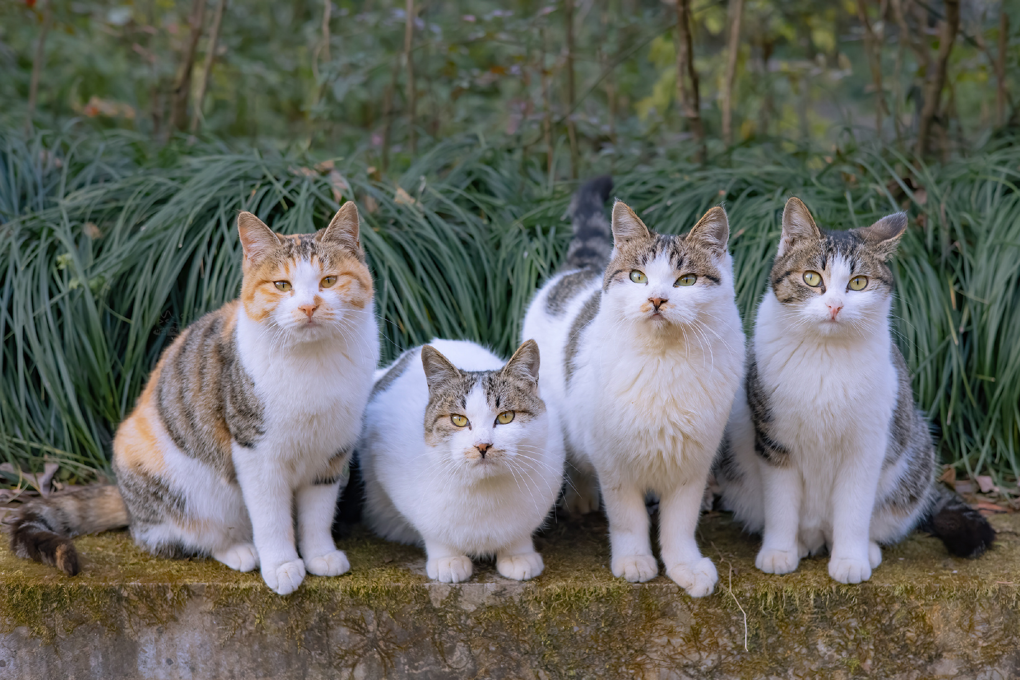 Cats Photography Group Of Cats 2000x1333