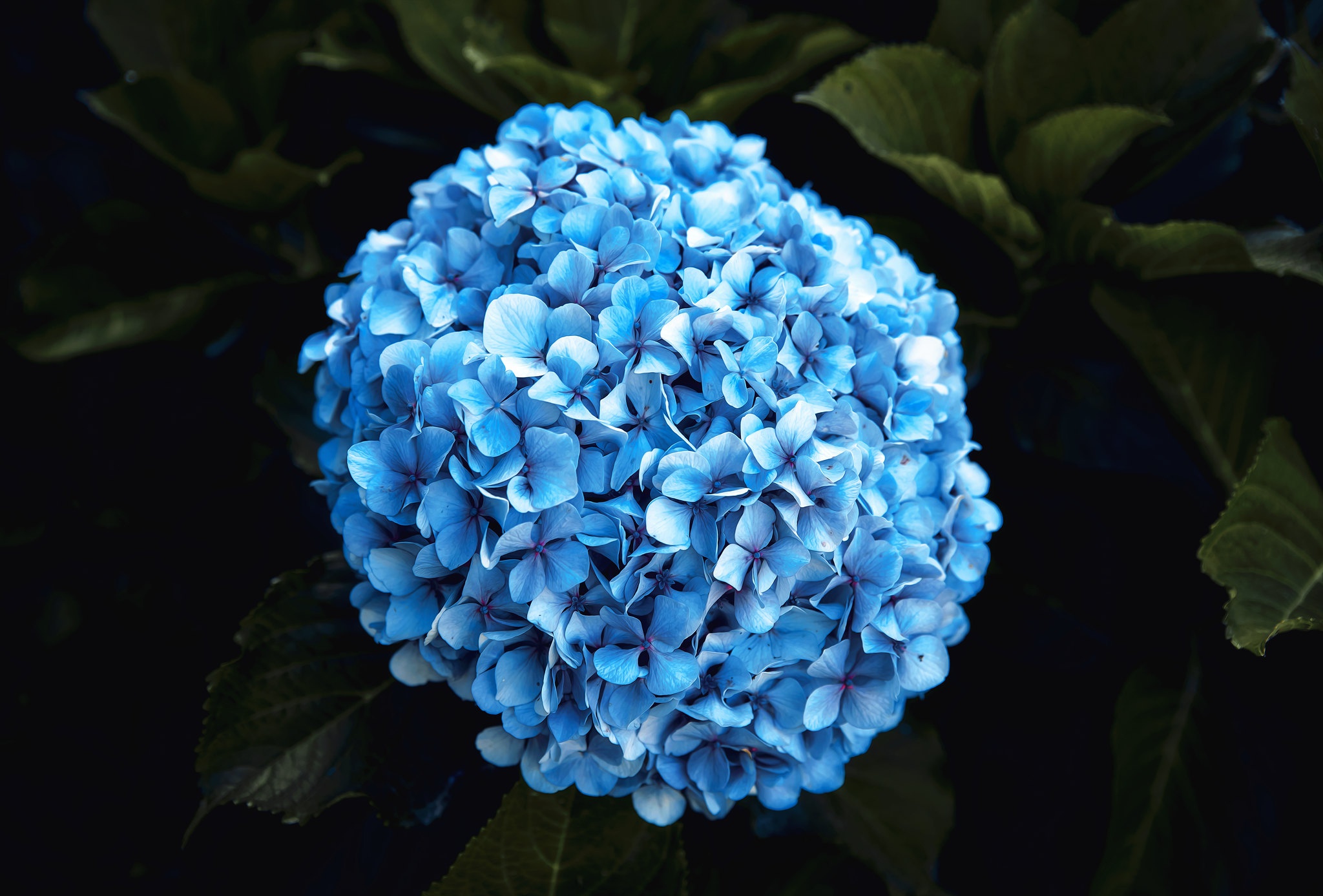 Earth Hydrangea 2048x1387