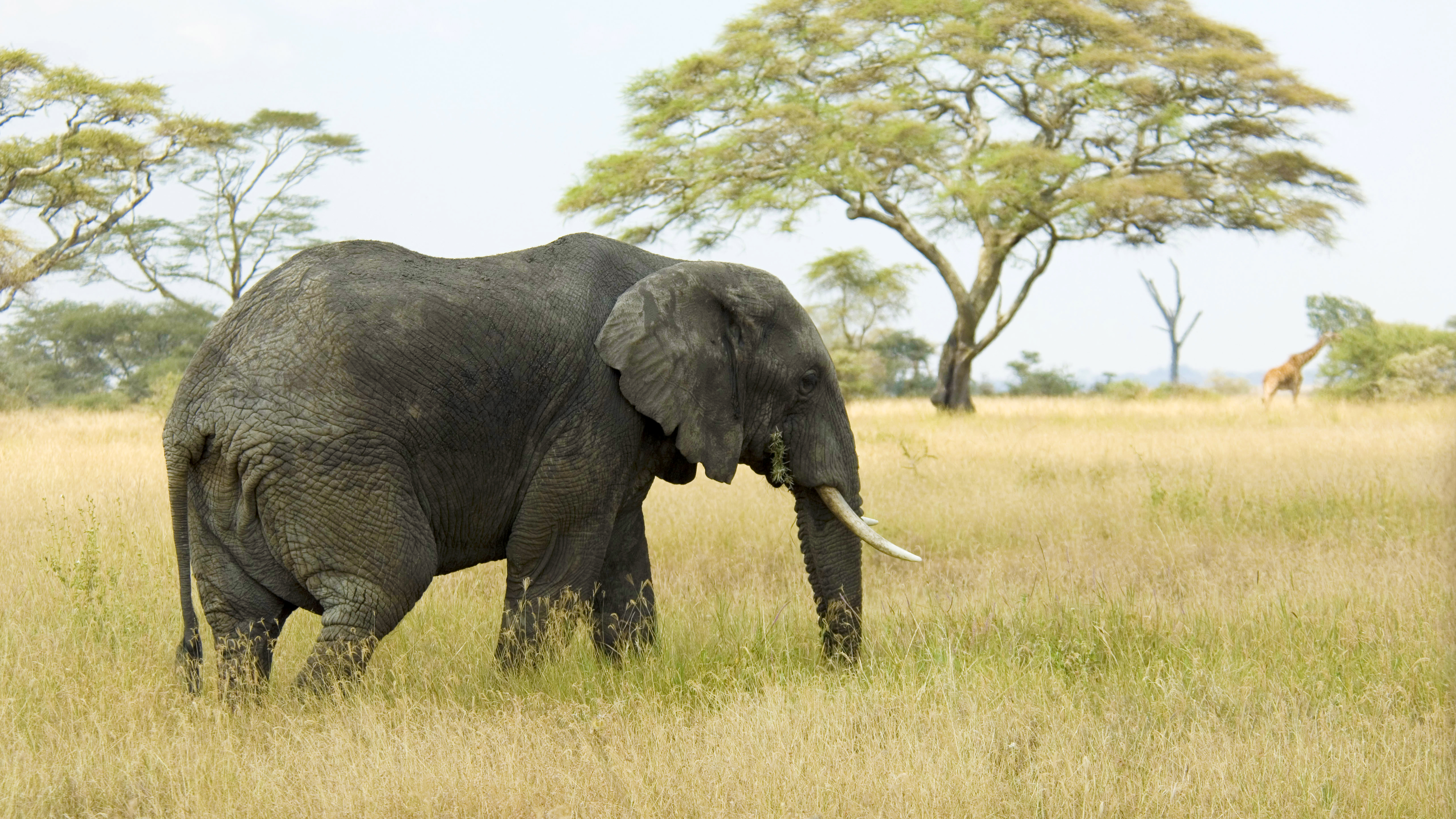 4K Nature Elephant Animals Landscape Mammals 5120x2880