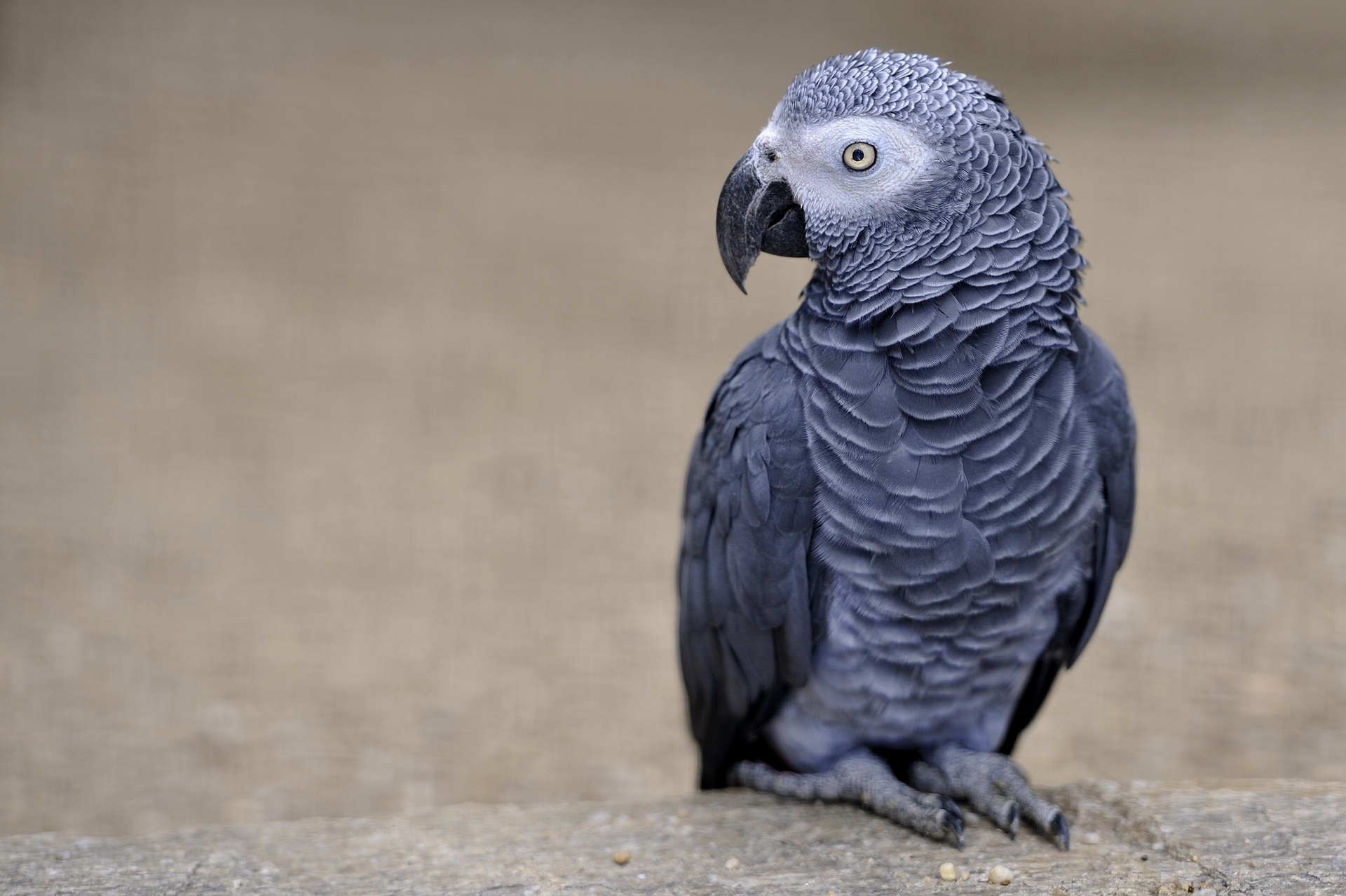 Animal African Grey Parrot 1920x1278