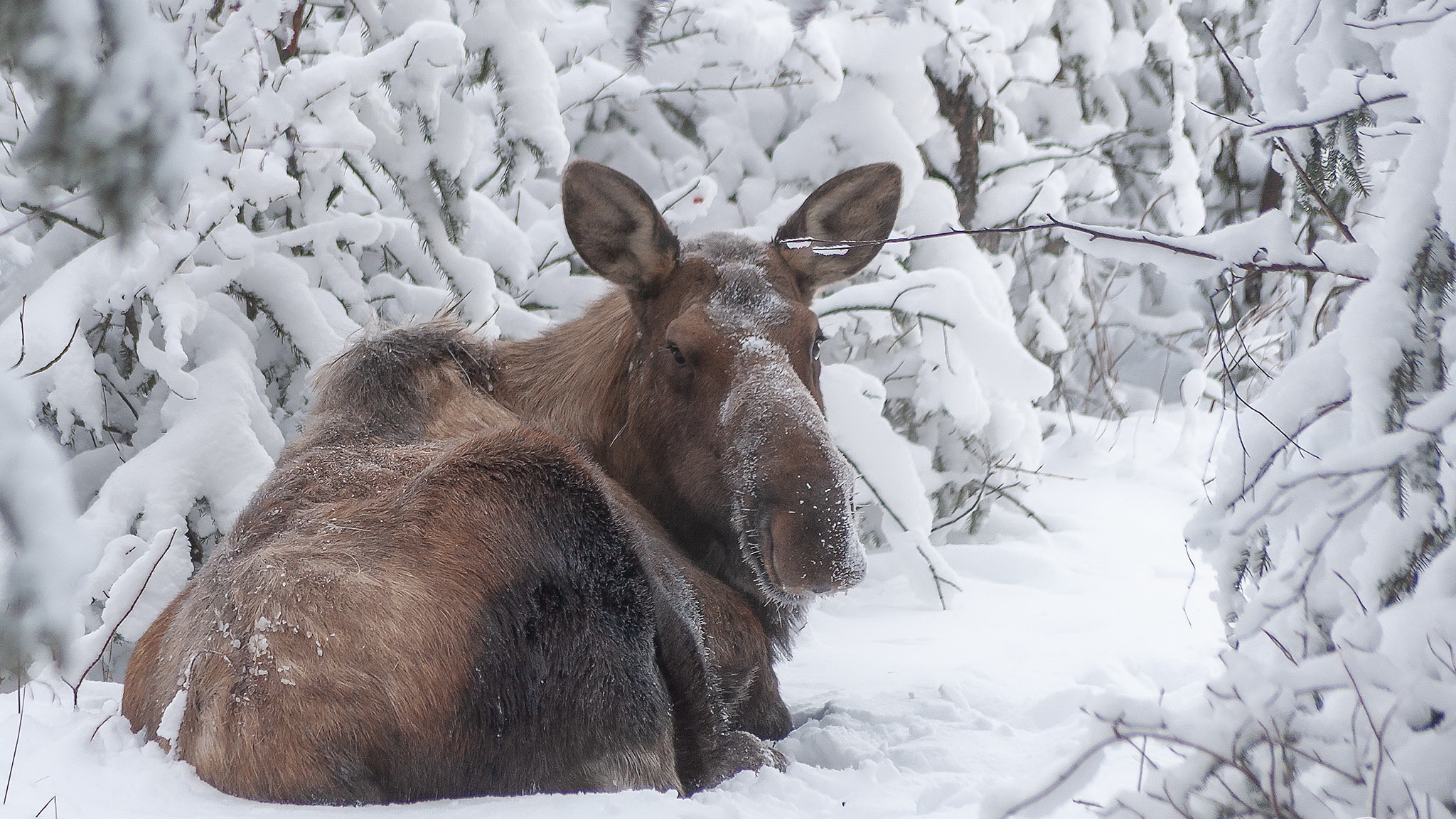 Nature Elk Winter Cold Outdoors Mammals Animals Snow 2048x1152