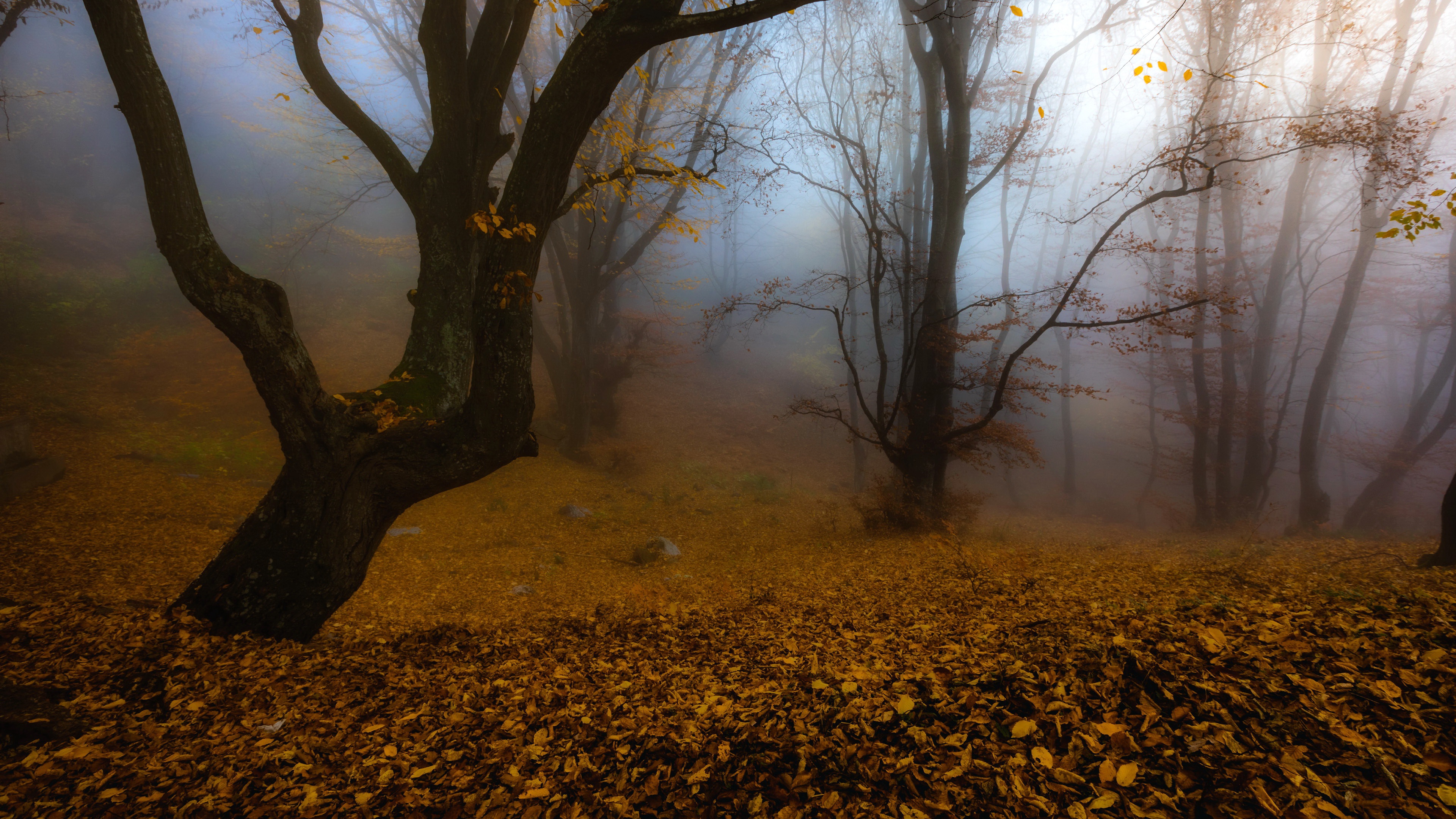 Nature Fall Fallen Leaves Outdoors Trees Mist 3840x2160