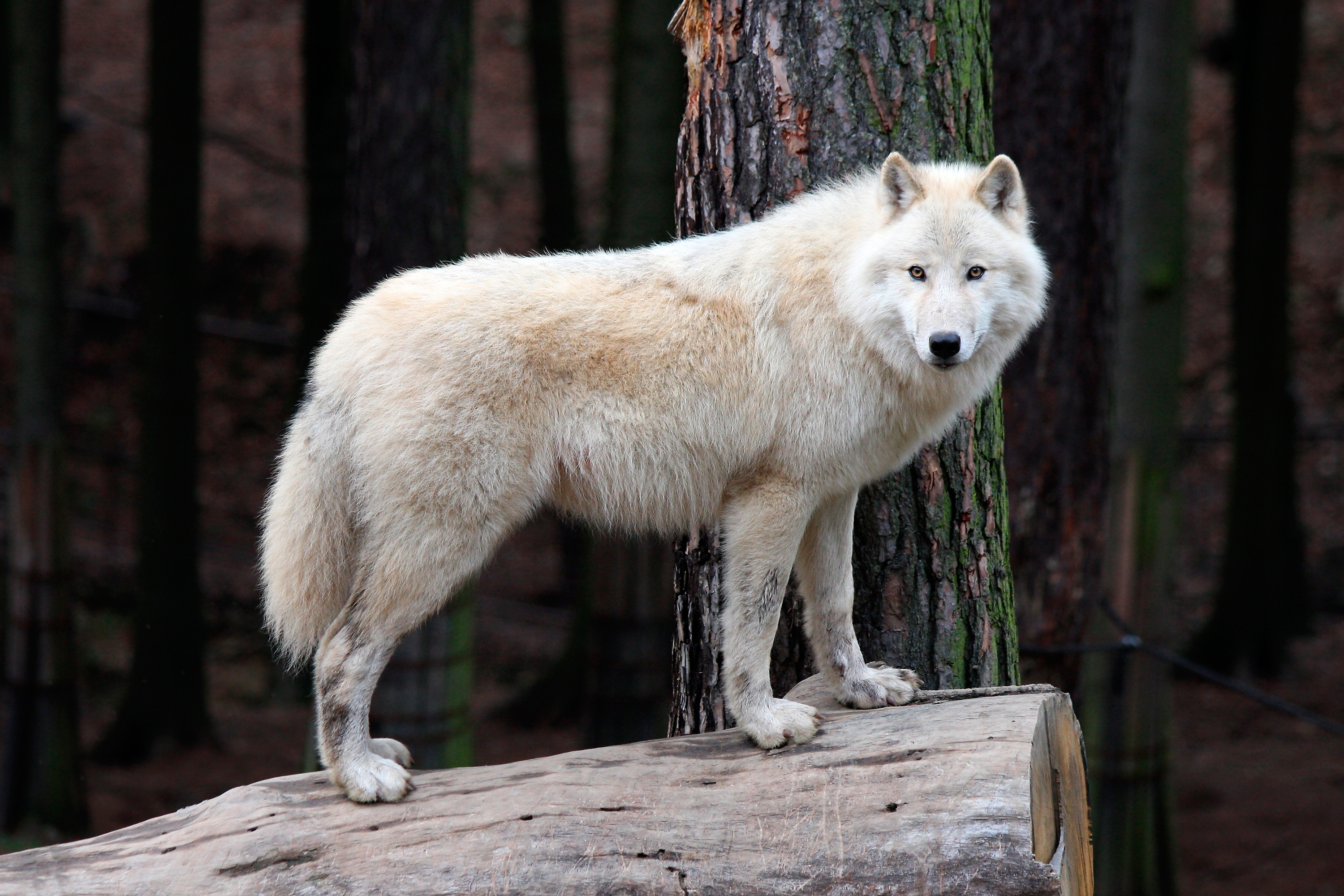 Wildlife Predator Animal White Wolf 3000x2000