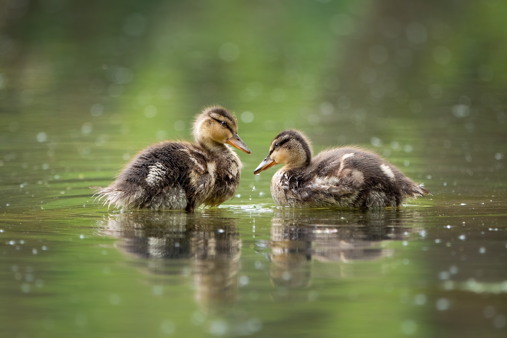 Baby Animal Duckling 2048x1365