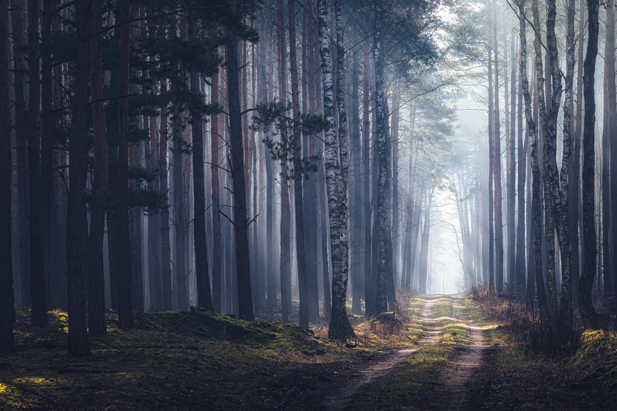 Micha Tomczak Forest Trees Path Nature Outdoors Photography Dappled Sunlight Landscape 2048x1365