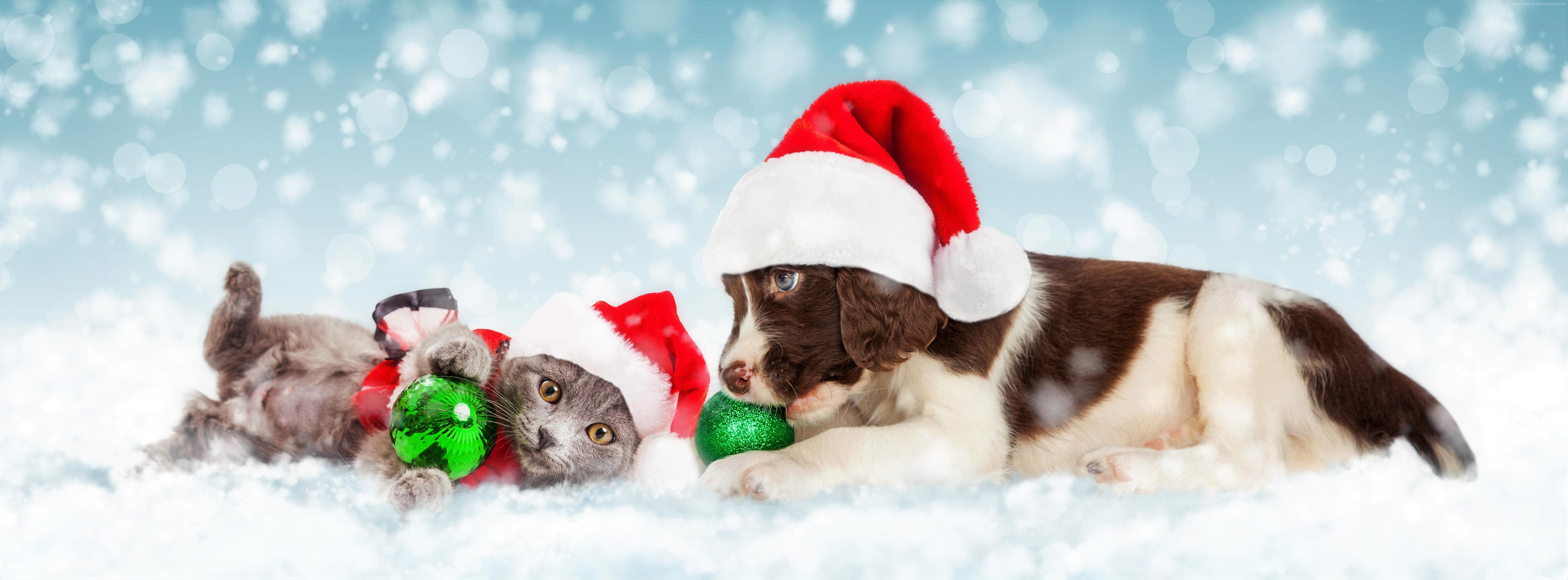 Christmas Cat Dog Kitten Puppy Santa Hat Christmas Ornaments Snow Snowfall Baby Animal 6723x2489