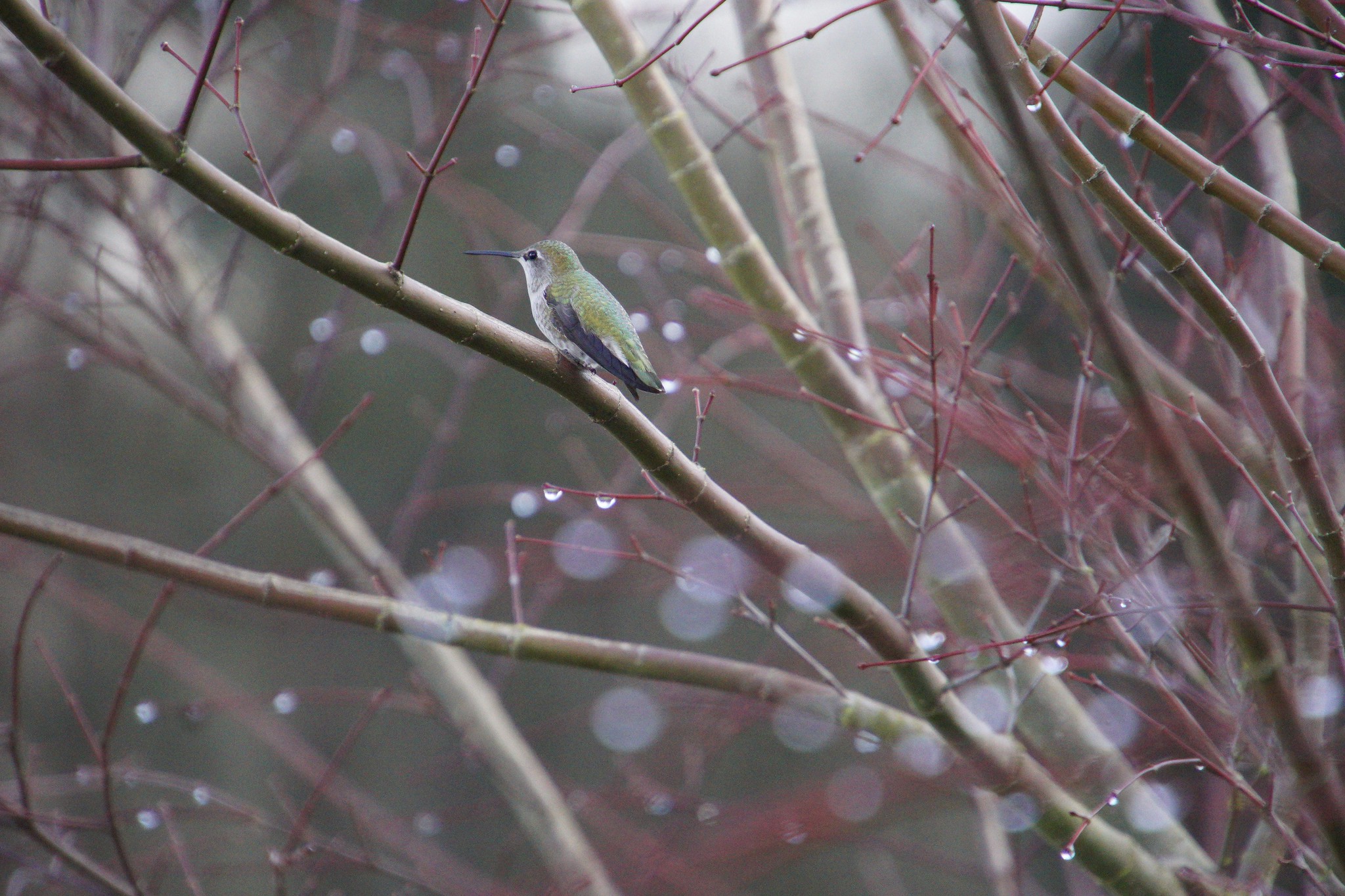 Nature Animals Birds Trees Winter Branch Rain Bokeh 2048x1365