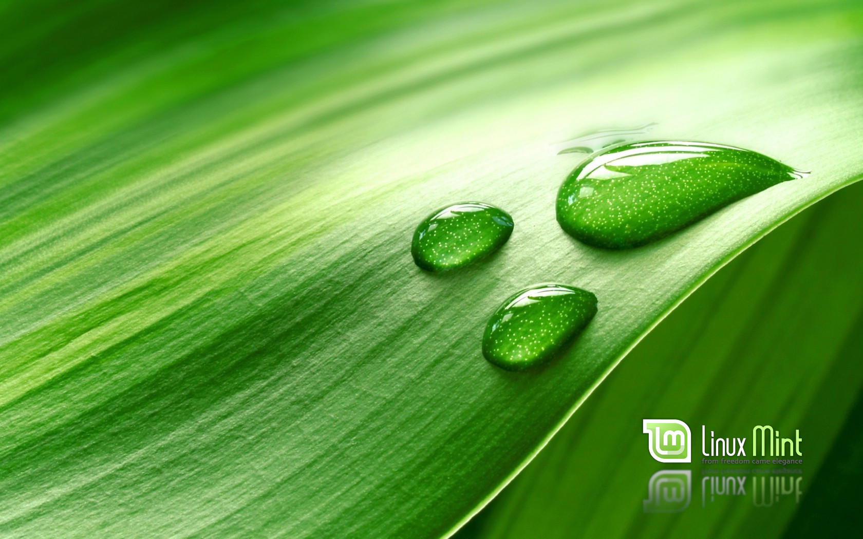 Linux Linux Mint Typography Water Drops Nature Plants Leaves 1680x1050