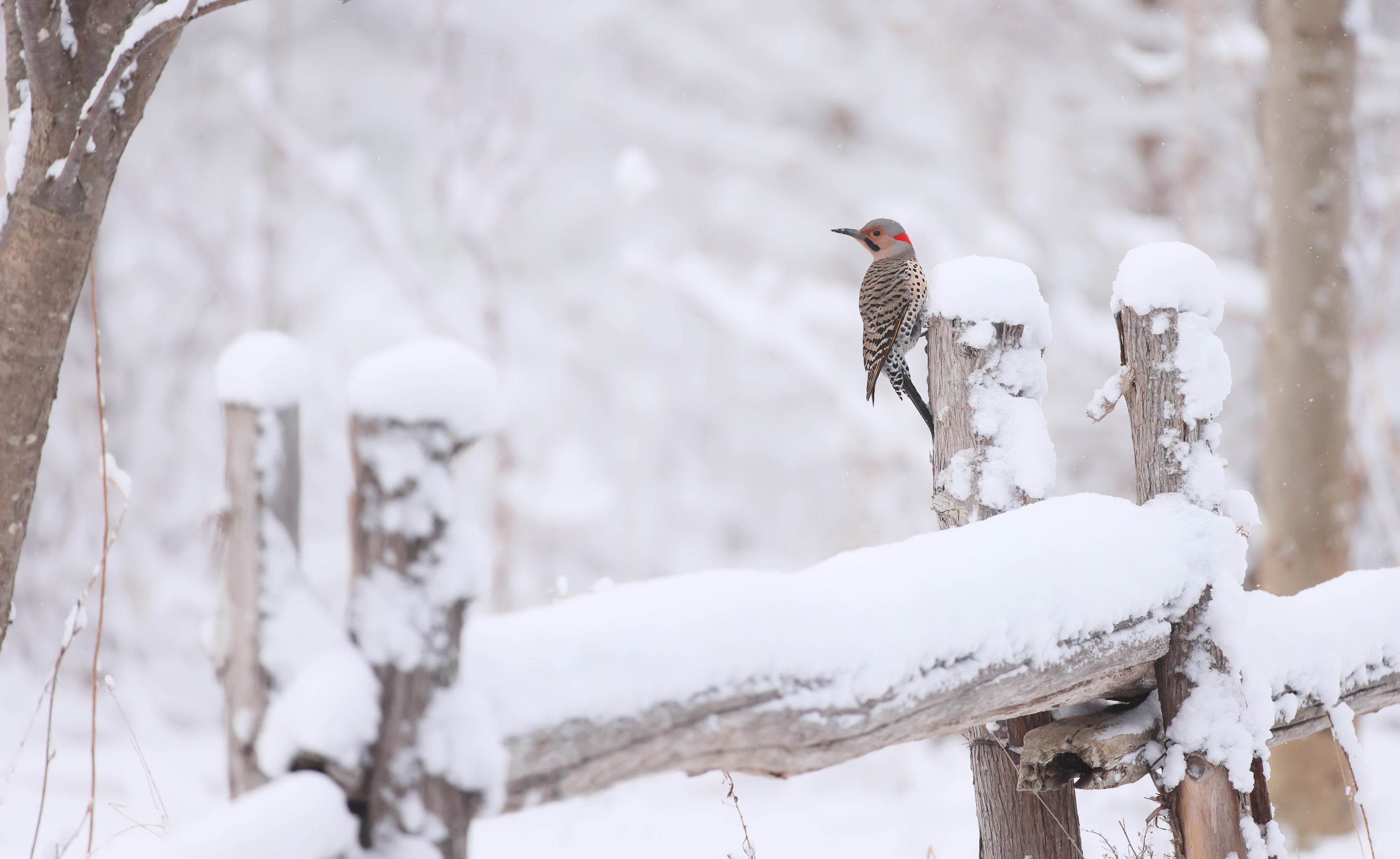 Bird Northern Flicker Snow Wildlife Winter 3072x1886