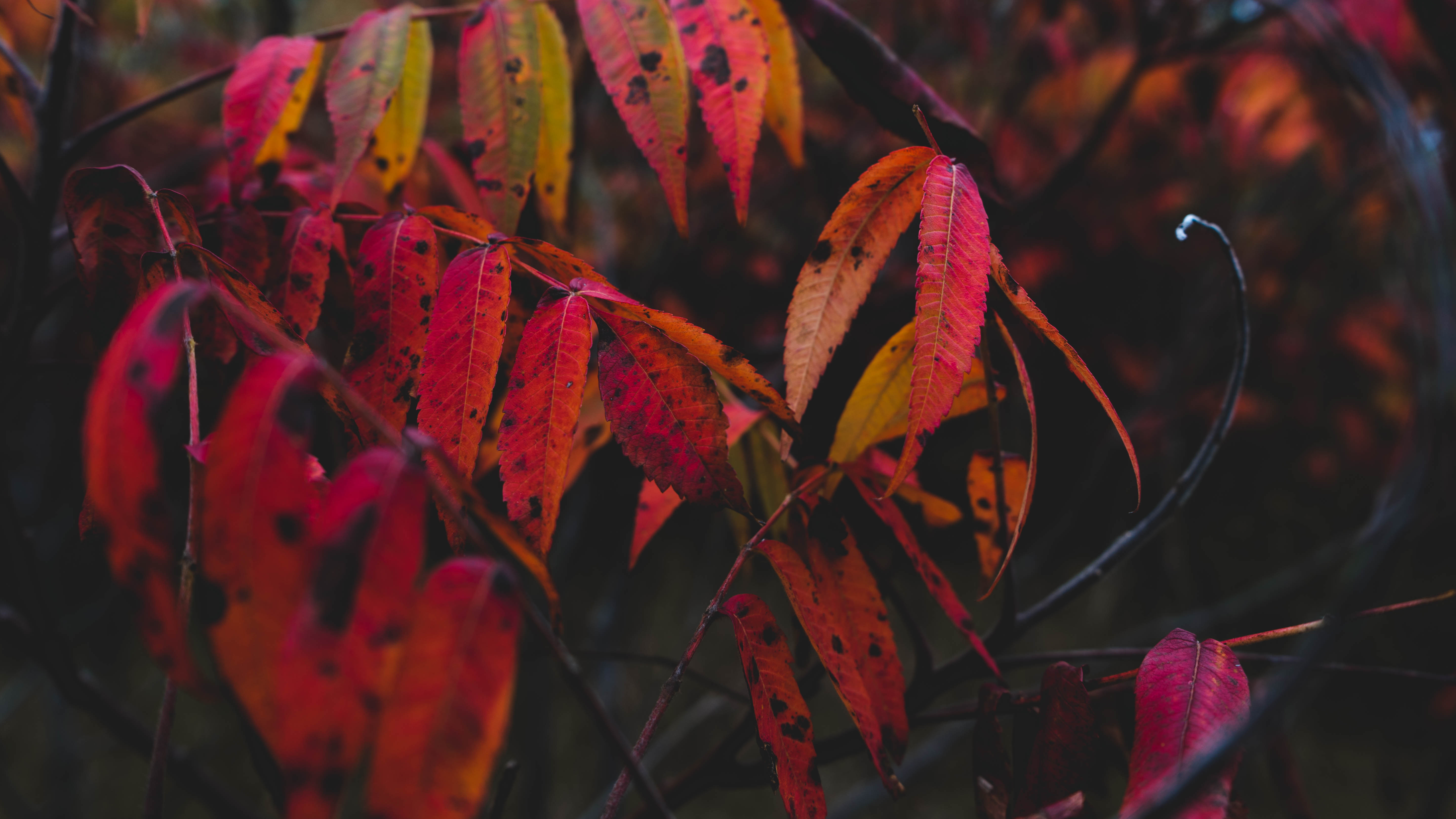 Fall Leaves Dark Red Black Nature Trees 5897x3317