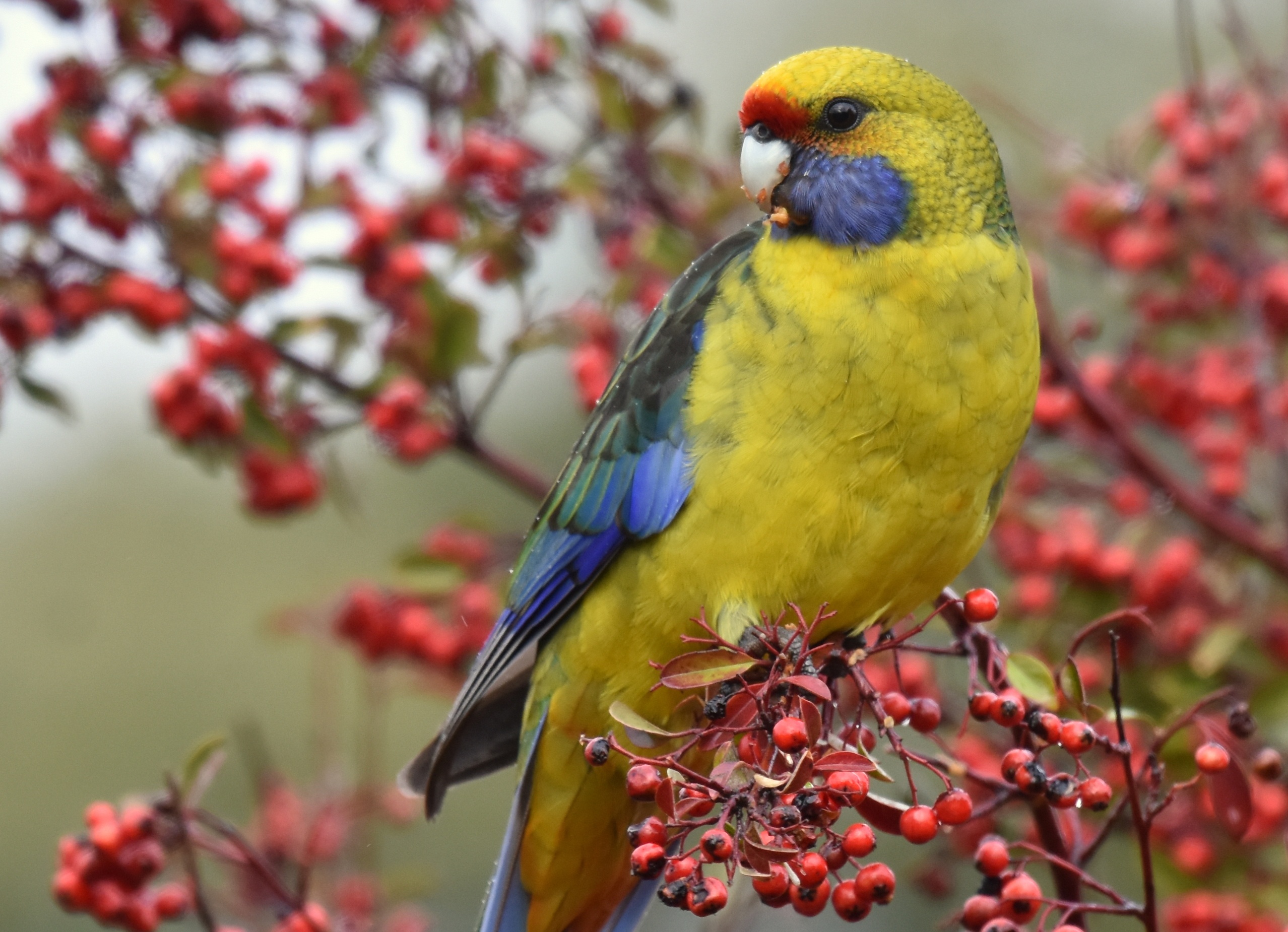 Berry Bird Branch Parrot Rosella 2556x1850