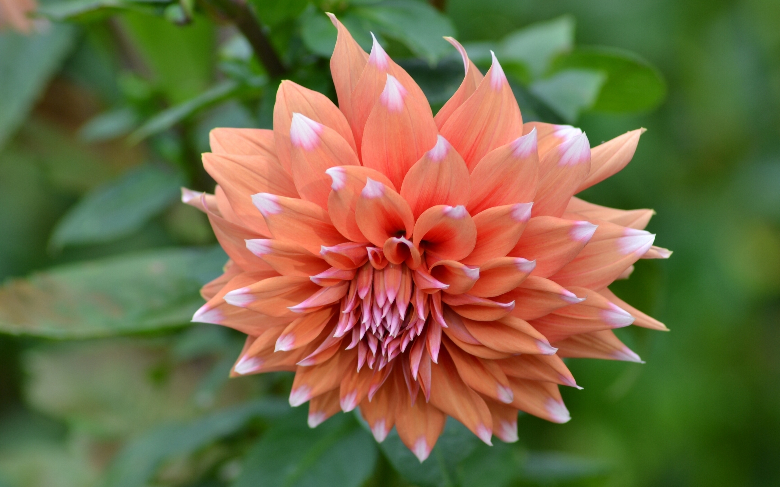 Macro Petal Flower 2560x1600