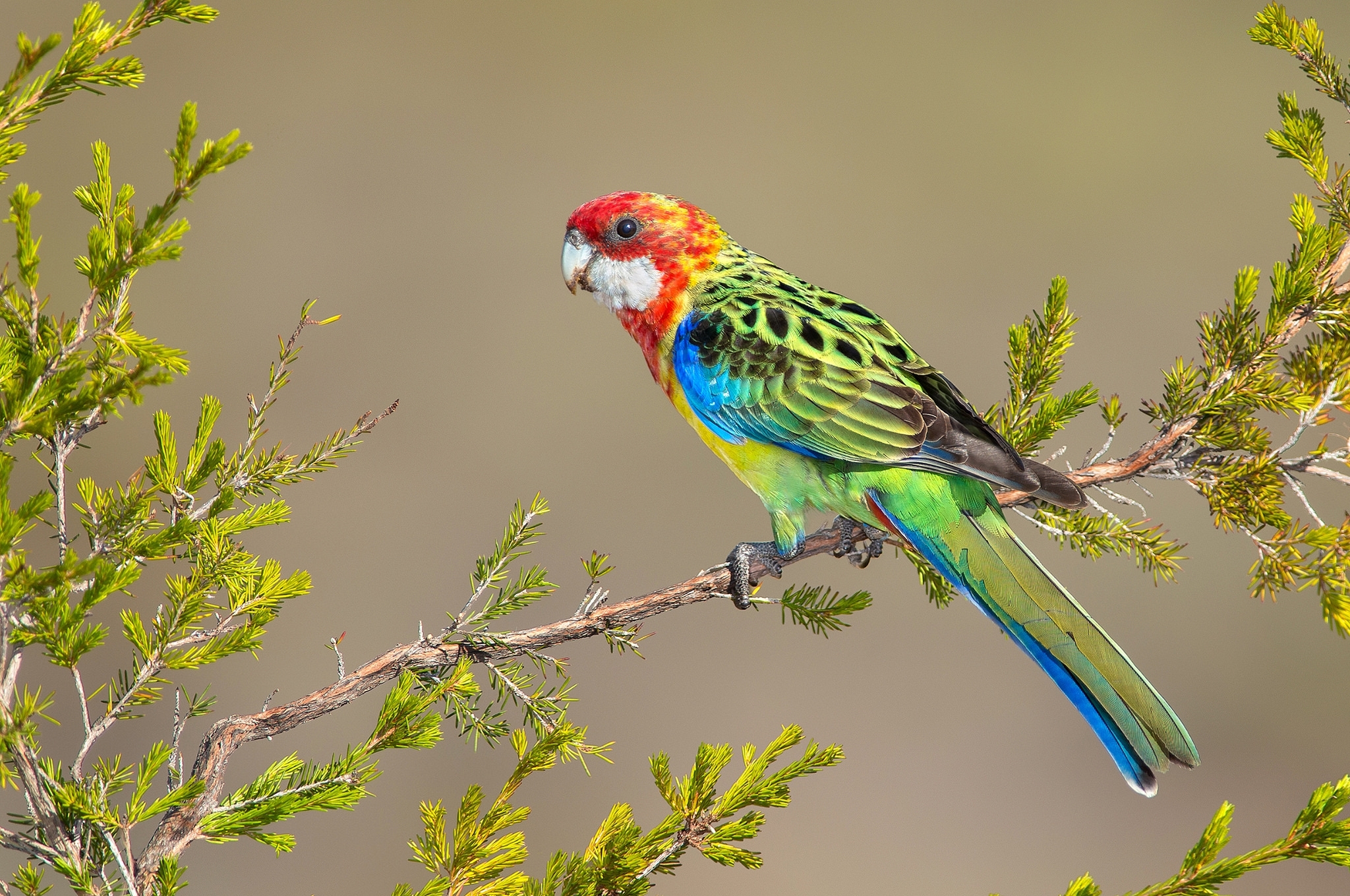 Parrot Branch Bird Wildlife 2048x1359